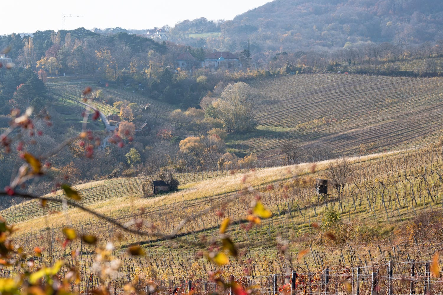 Blick auf die Weinberge im Herbst am Nussberg bei Wien während dem Weinwandern