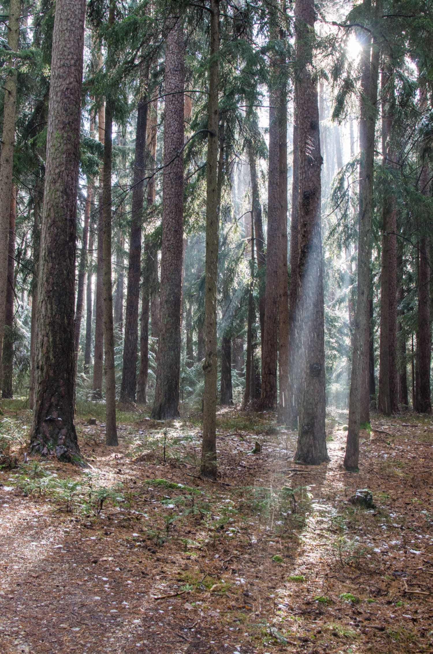 Gfieder, Wanderweg zur Gfiederwarte Winterwald am Gfieder am Weg zur Gfiederwarte bei Ternitz