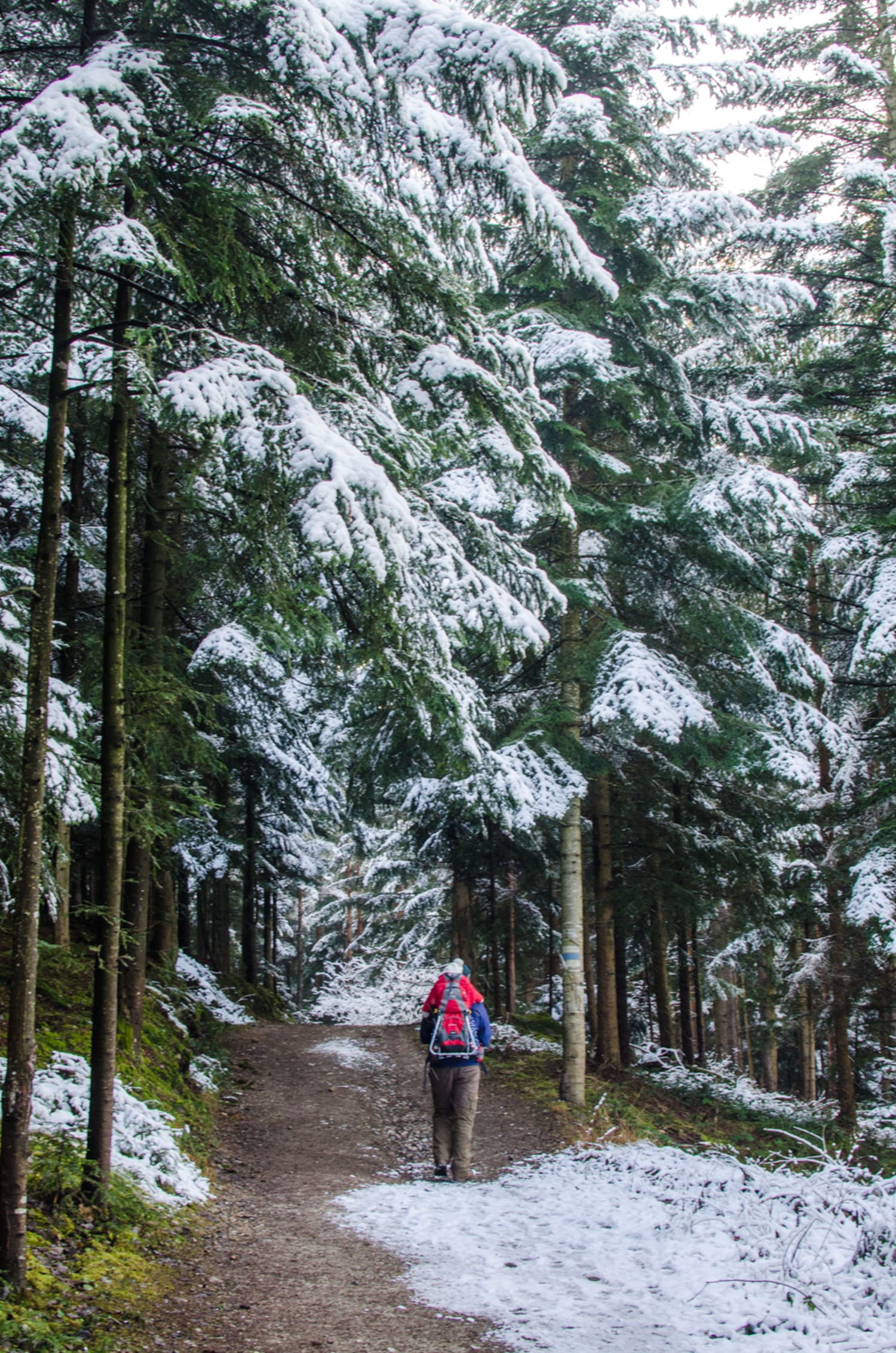Gfiederwarte Winterwald Wanderer am Weg zur Gfiederwarte auf dem Gfieder im Winter
