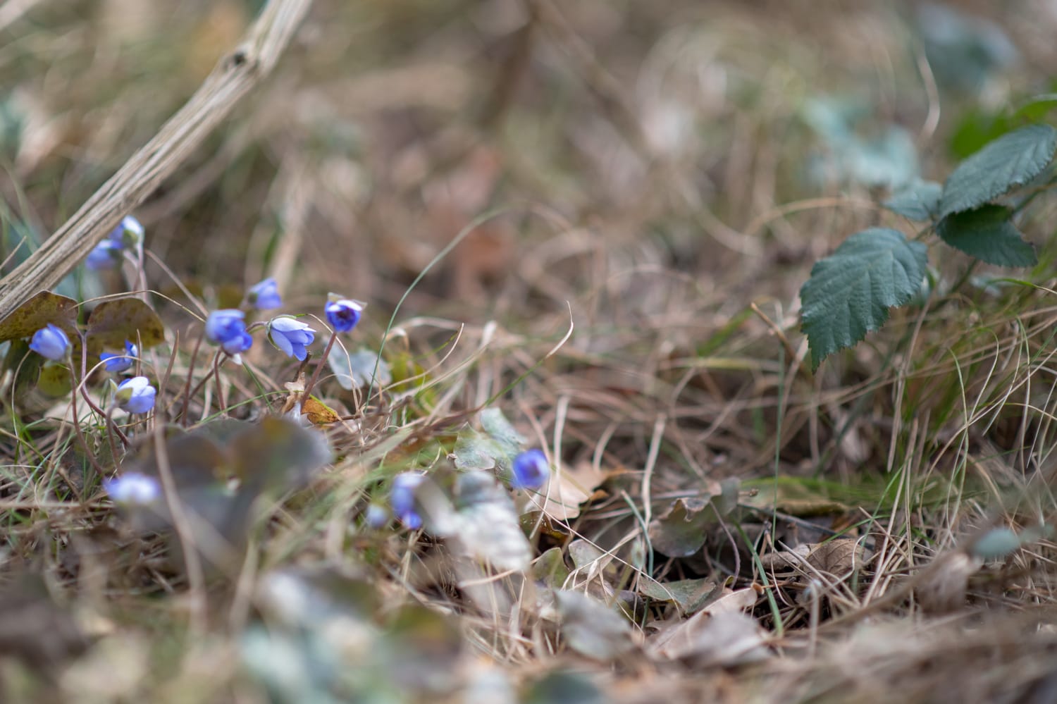 Leberblümchen am Winzendorfer Rundwanderweg C