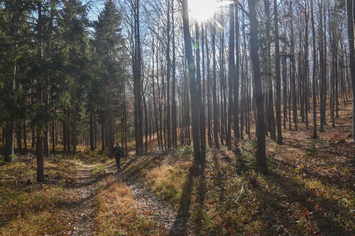 Wanderweg vom Lärbaumkreuz retour nach Würflach am Dürrnberg