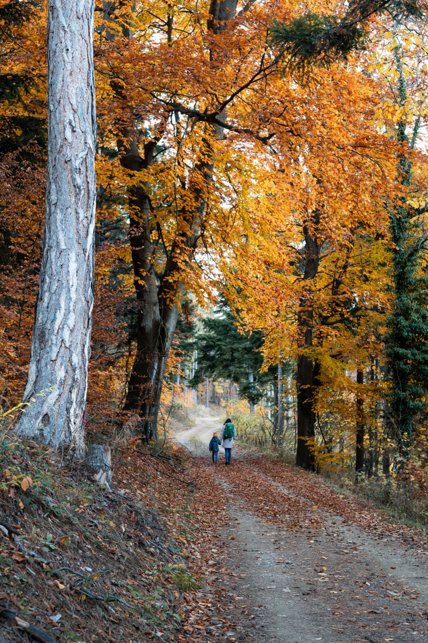 Wandern mit Kindern auf der Zweier Wald Runde bei Höflein