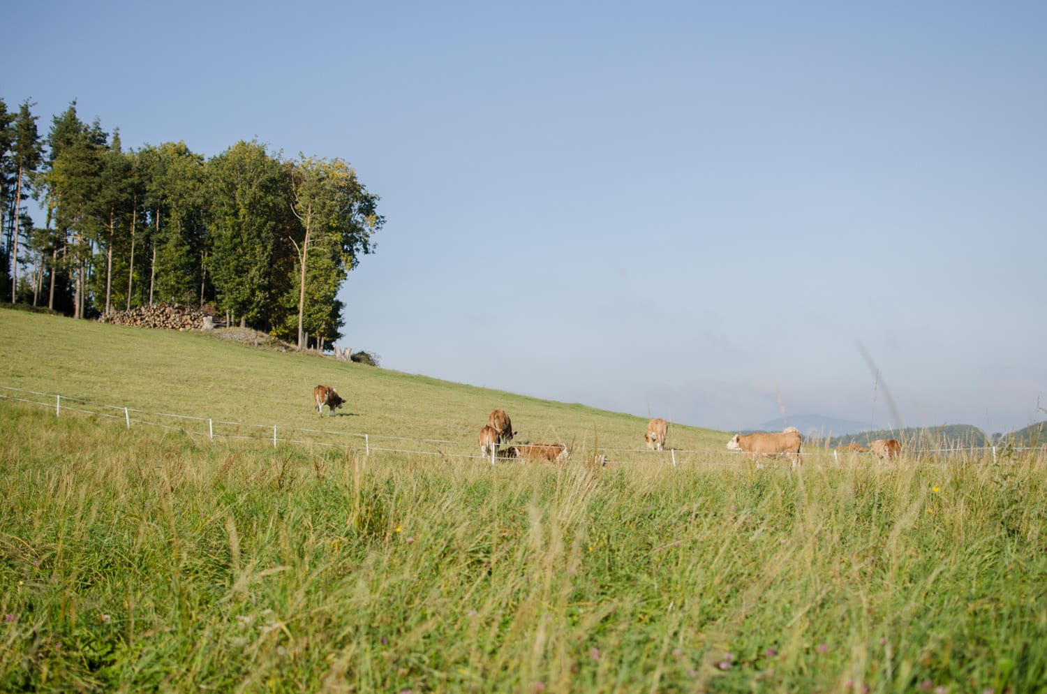 Kuhweide in Prigglitz auf der Wiese