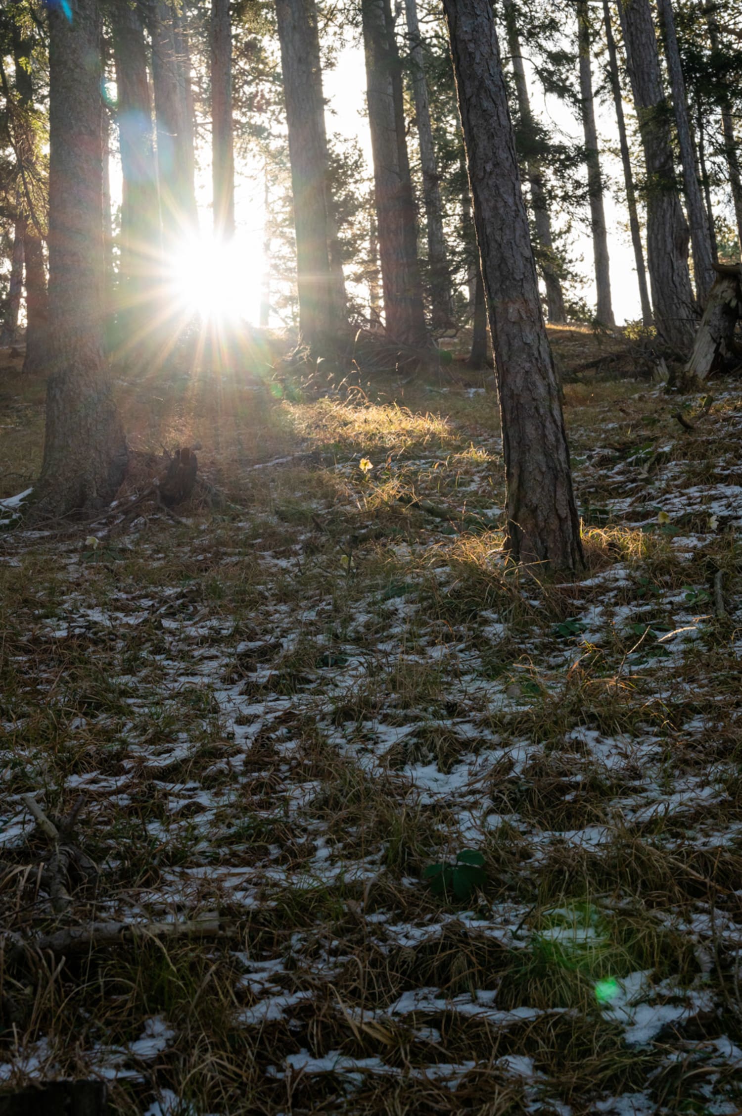 Wald am Himberg bei Puchberg