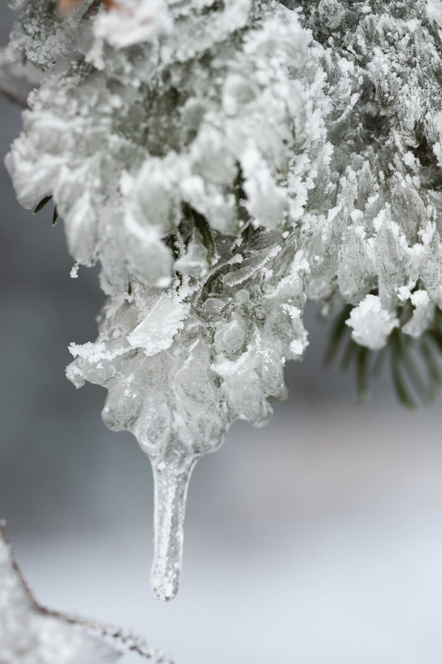 Eiszapfen am Nadelbaum beim Winterwandern auf der Hohen Wand