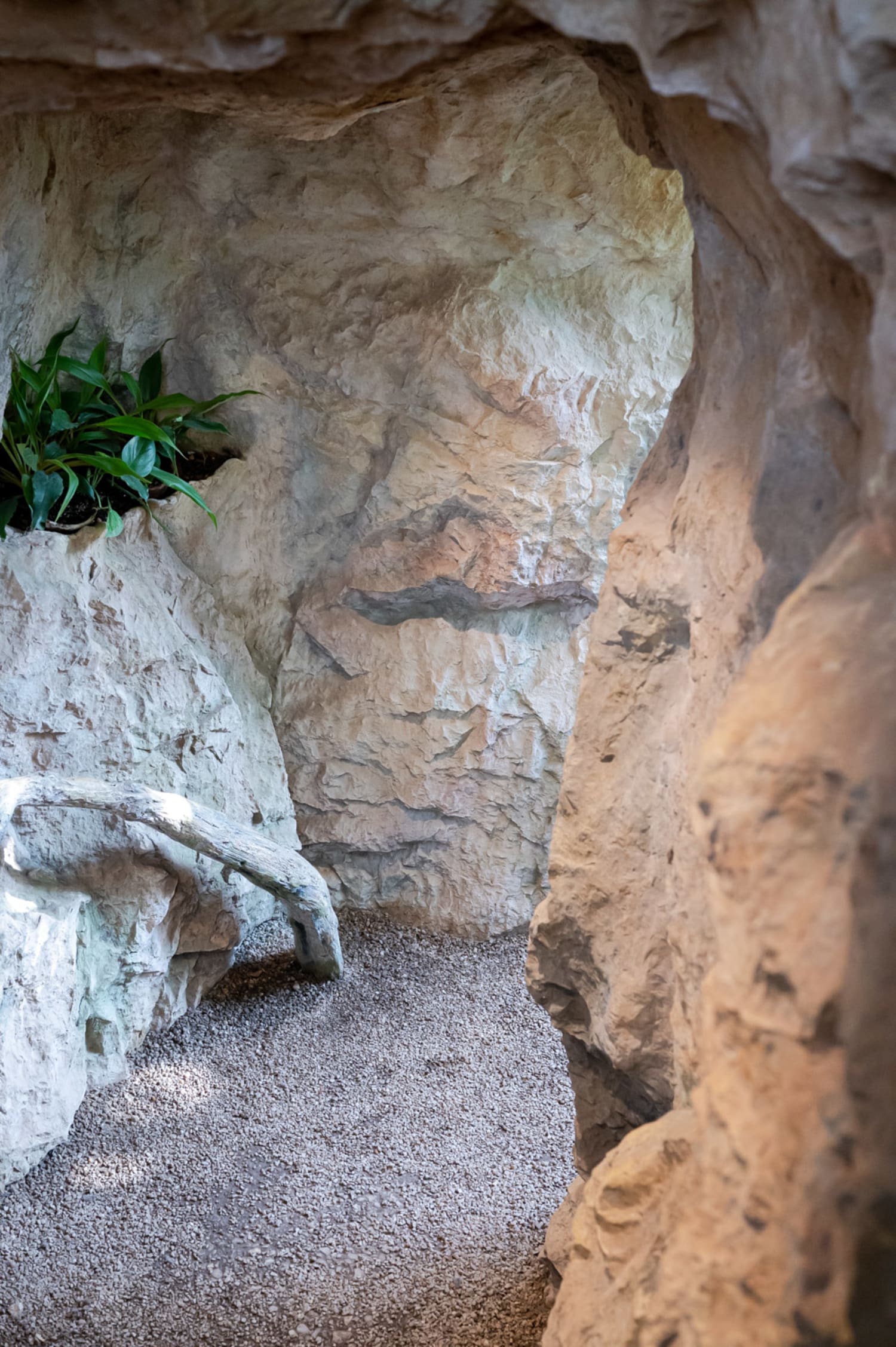 Höhle im Schmetterlingshaus Wien