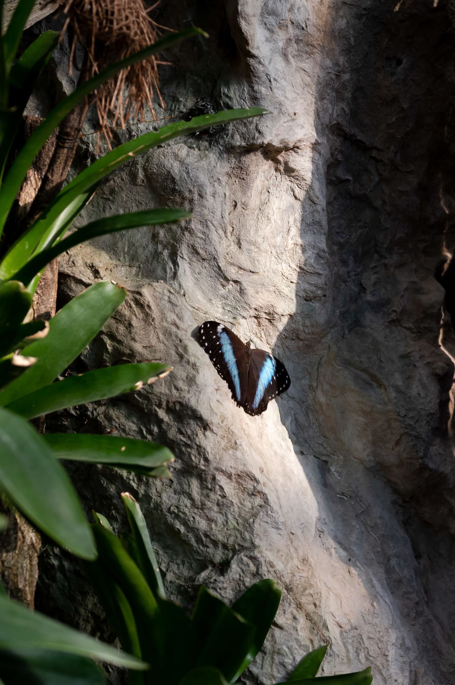Schmetterling im Schmetterlingshaus Wien