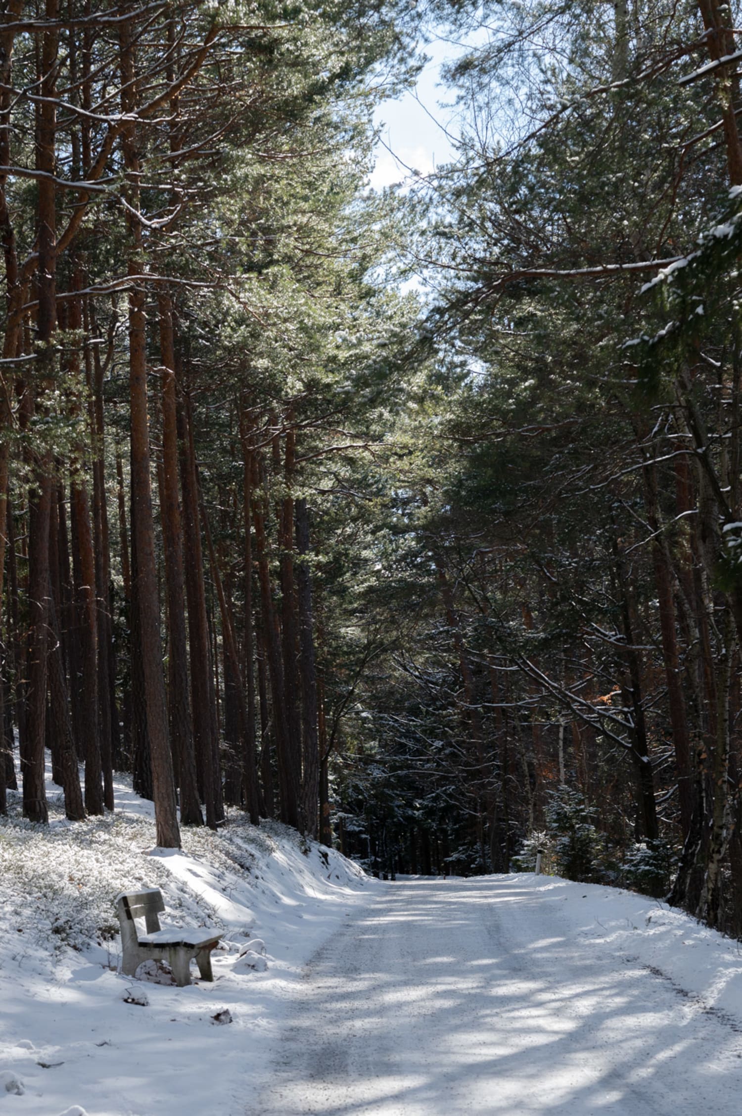Waldweg in Prigglitz auf der Wiese