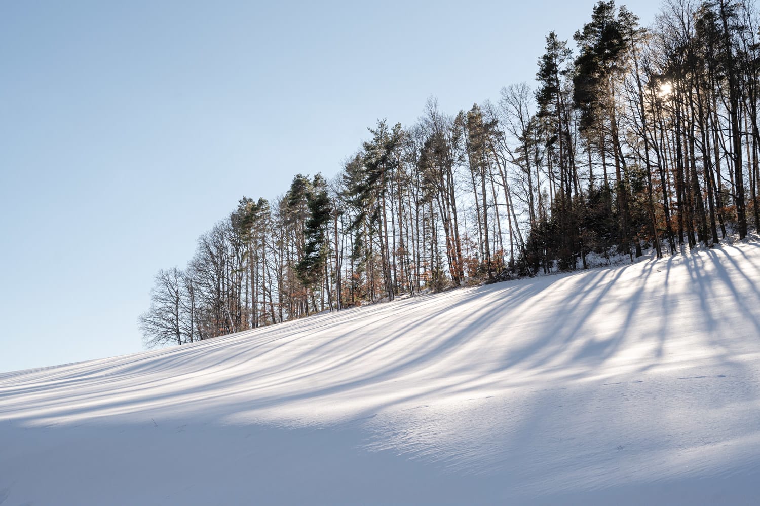 Winterwald am Rundwanderweg bei Prigglitz