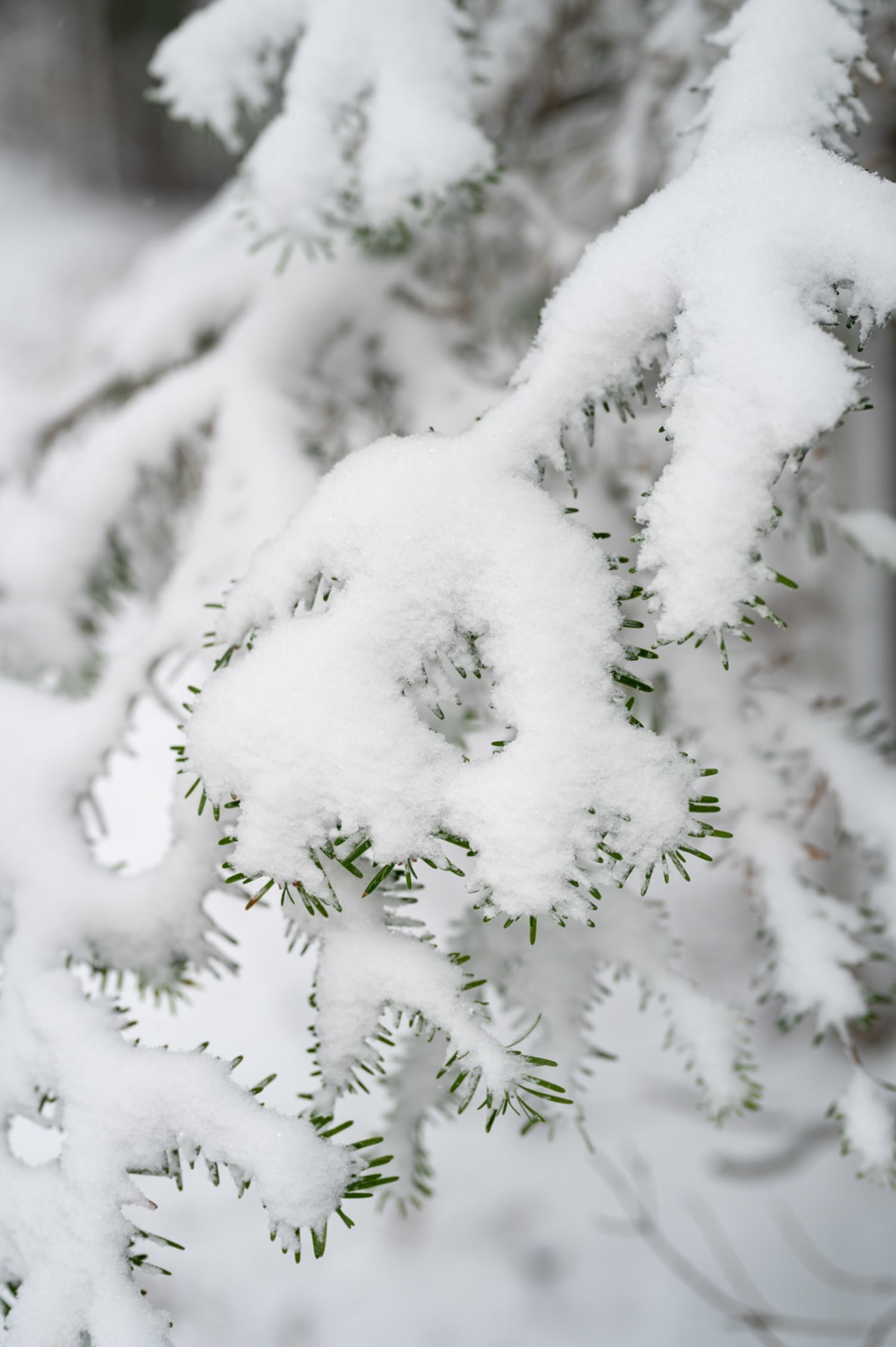 Winterwandern am Hutwisch, Detail verschneiter Zweig