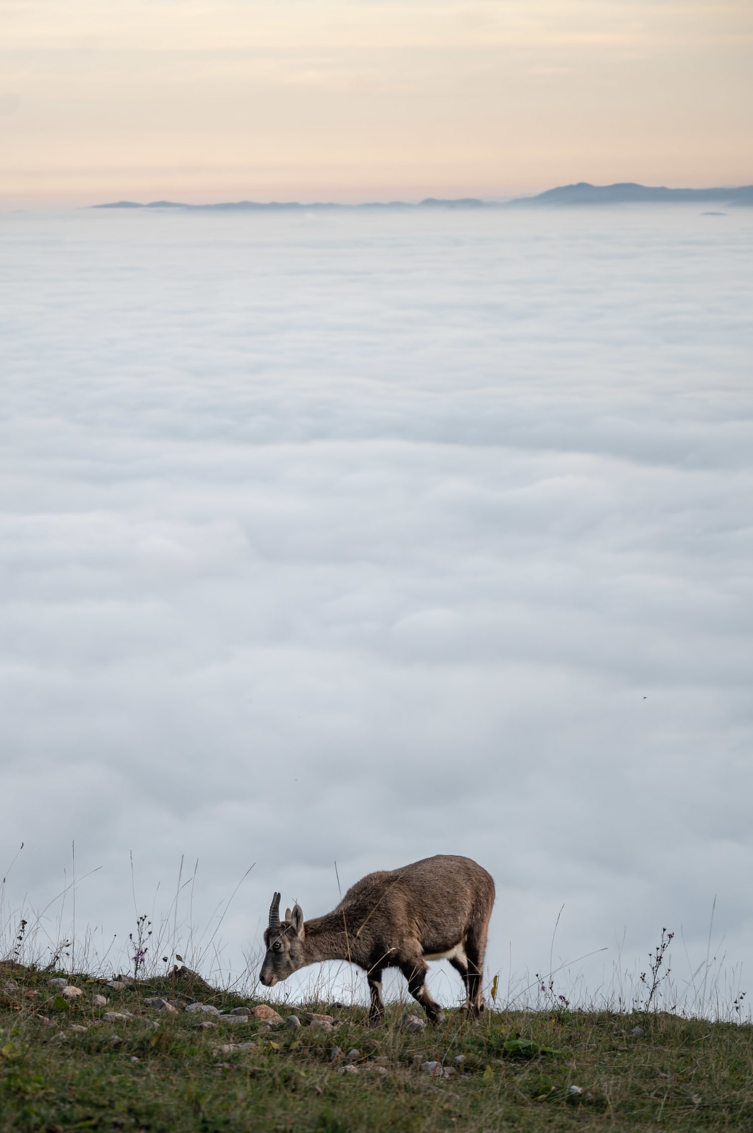 Steinbock abends über den Wolken auf der Hohen Wand