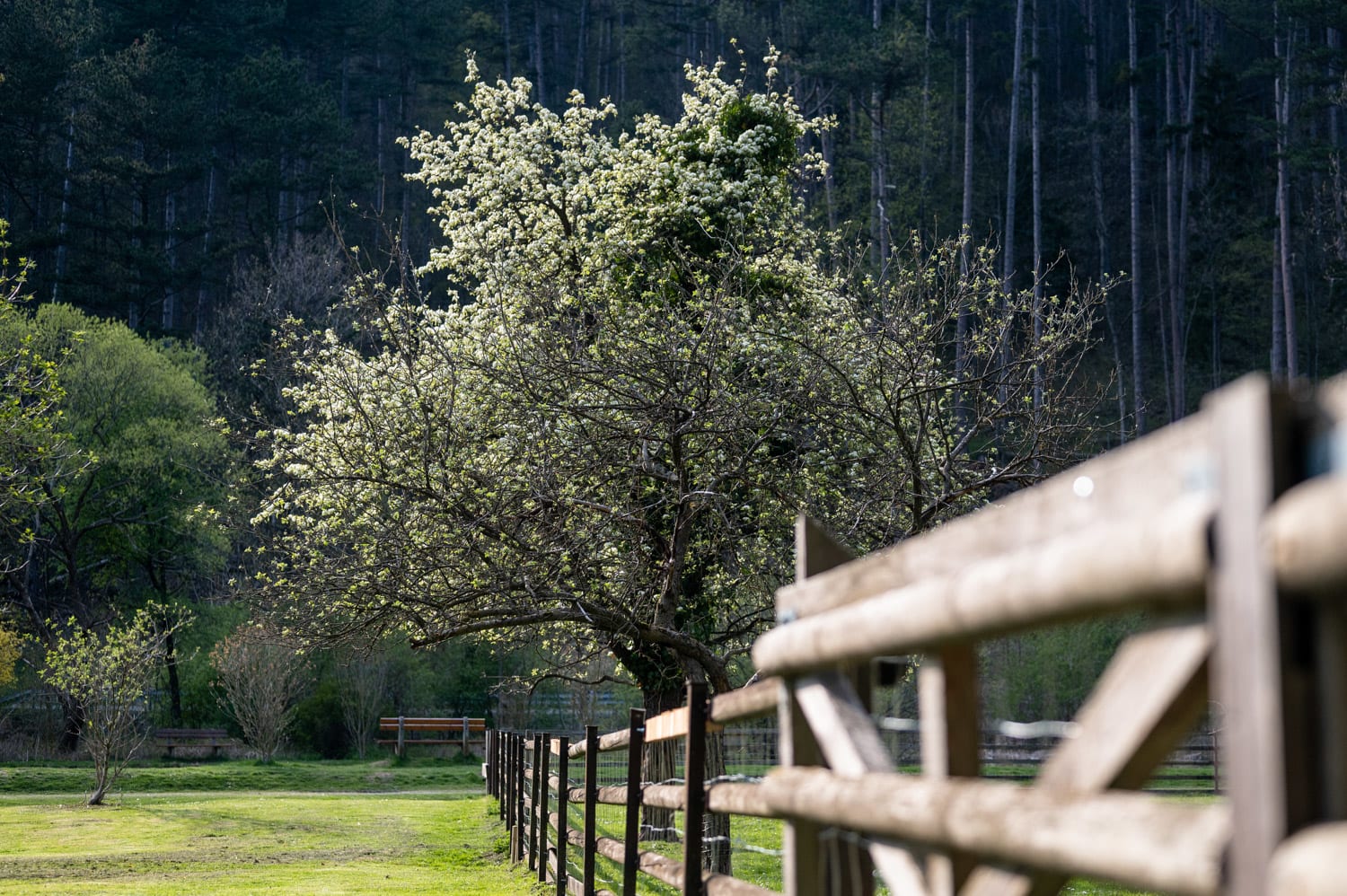 Frühling im Naturparkzentrum Sieding