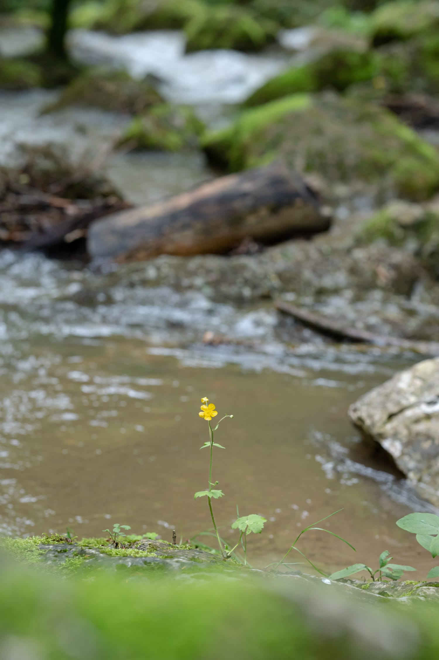 Johannesbachklamm, Detail