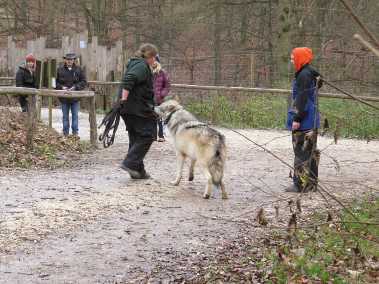 Wolf im Wolf Science Center Ernstbrunn