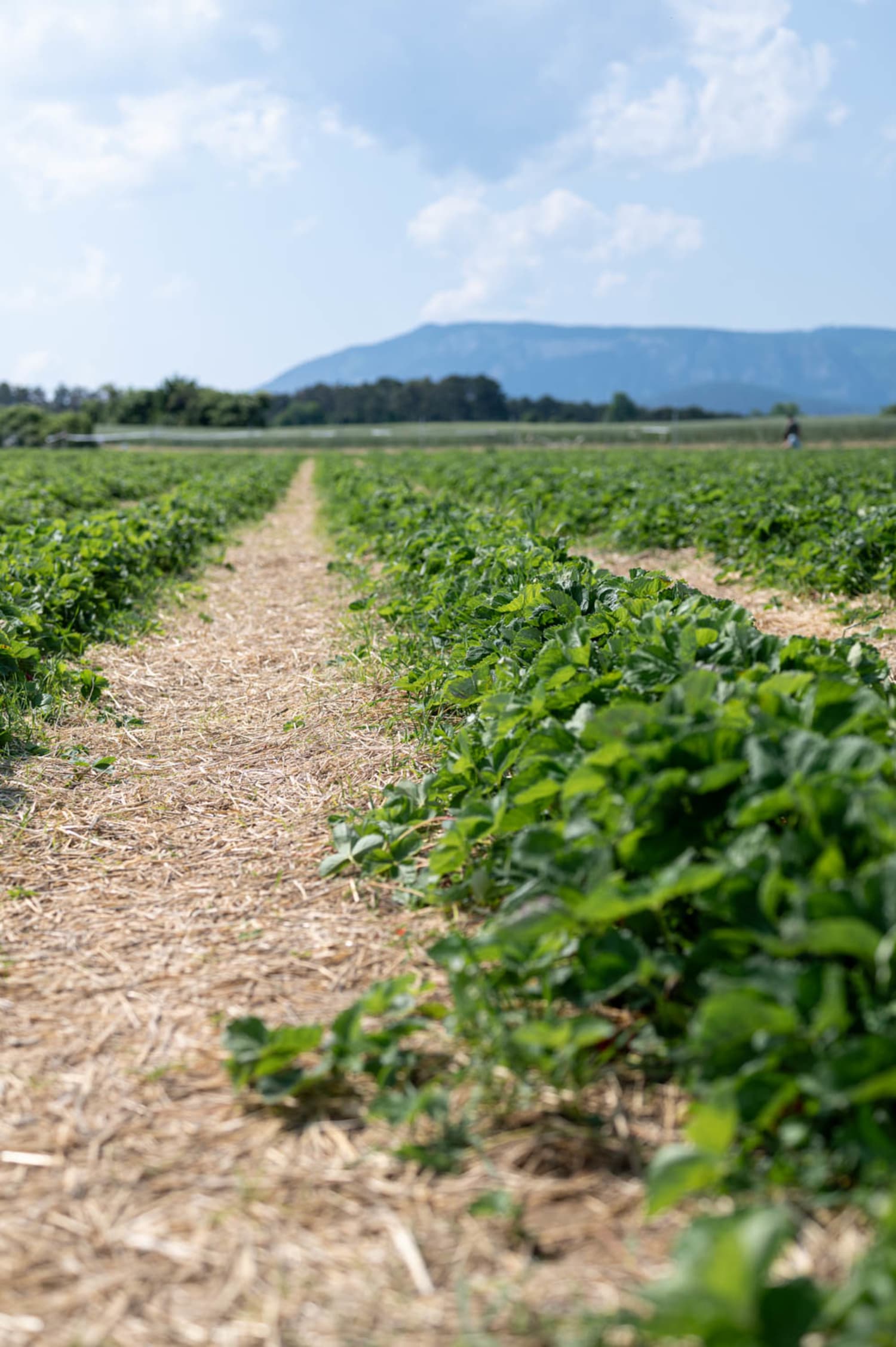 Erdbeerfeld bei Urschendorf am Steinfeld, Steinfelder Erdbeeren