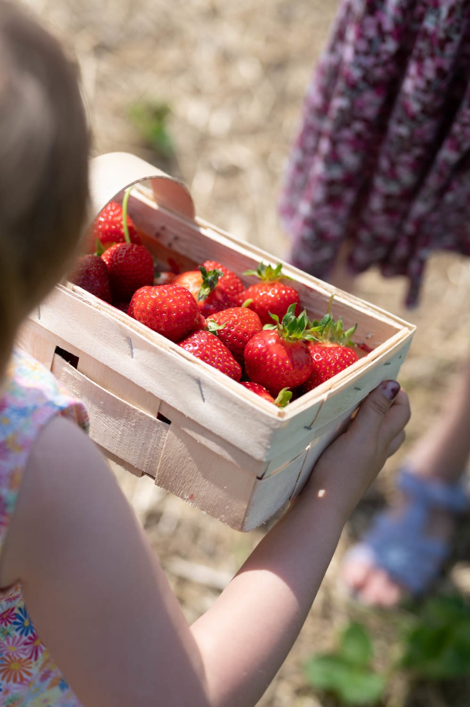 Steinfelder Erdbeeren bei St. Egyden im Korb frisch gepflückt vom Feld