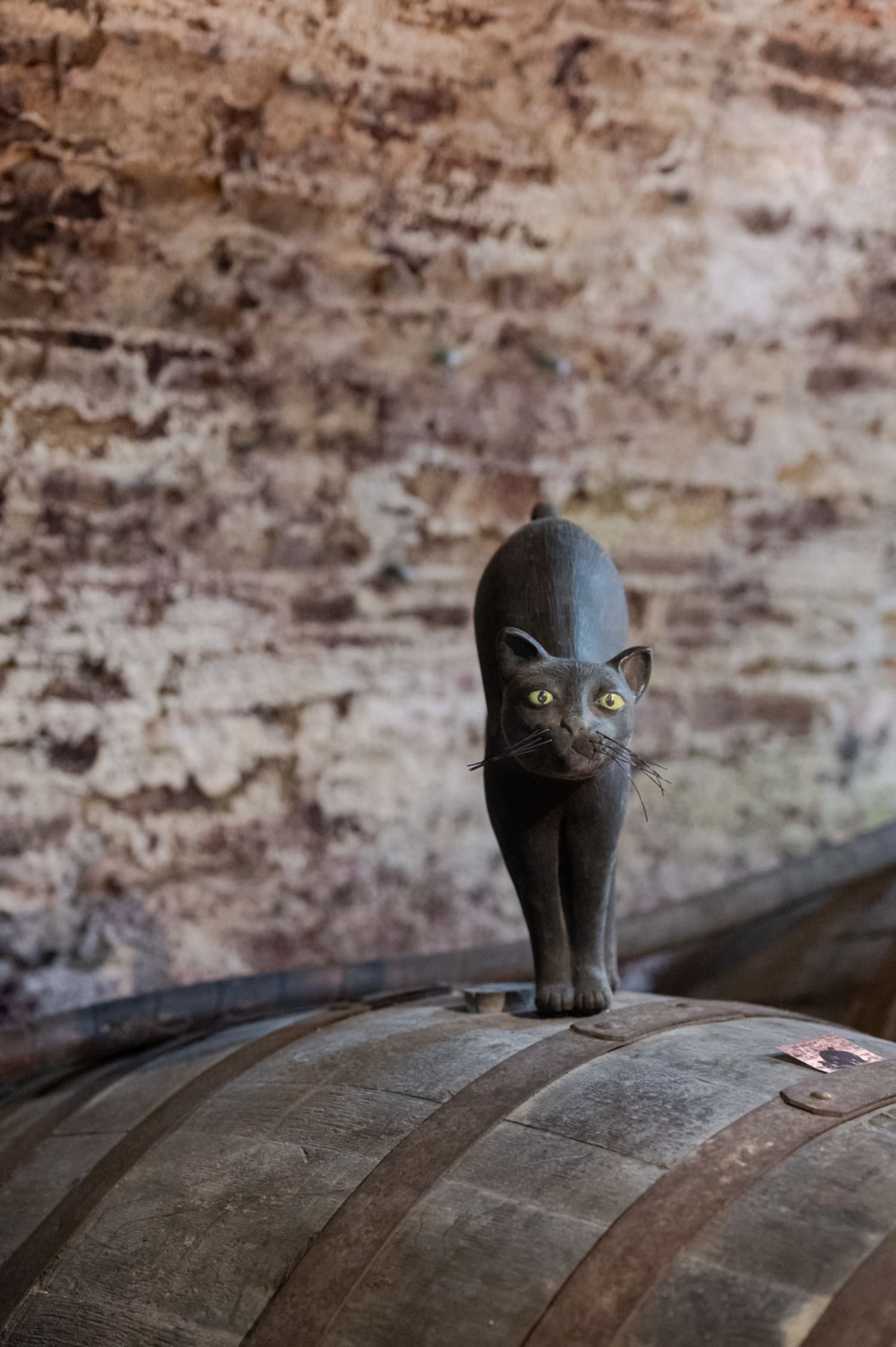 Kellerkatze in der Weinwelt LOISIUM