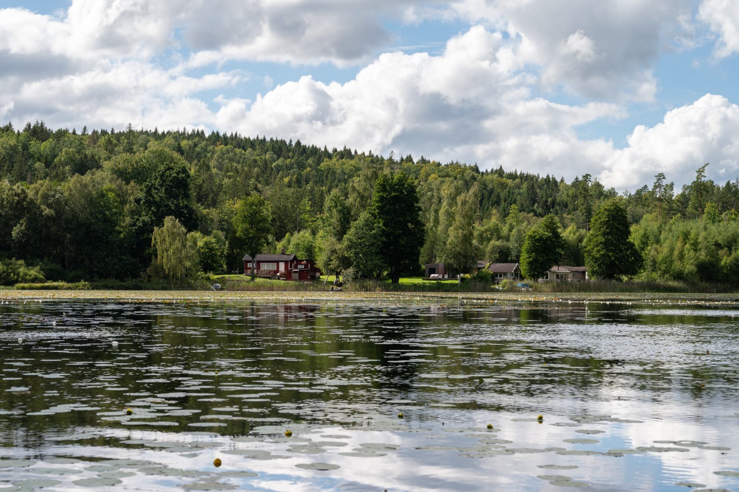 Seerosenbucht im Immeln, Skane