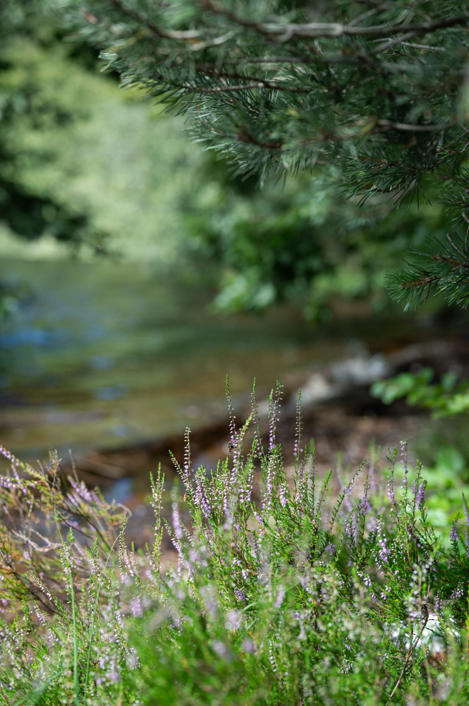 Erika am Seeufer, Vittsjö, Südschweden