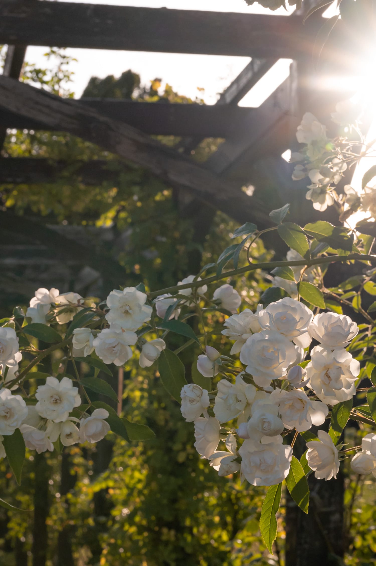 Rosen im Rosarium Baden, Doblhoffpark