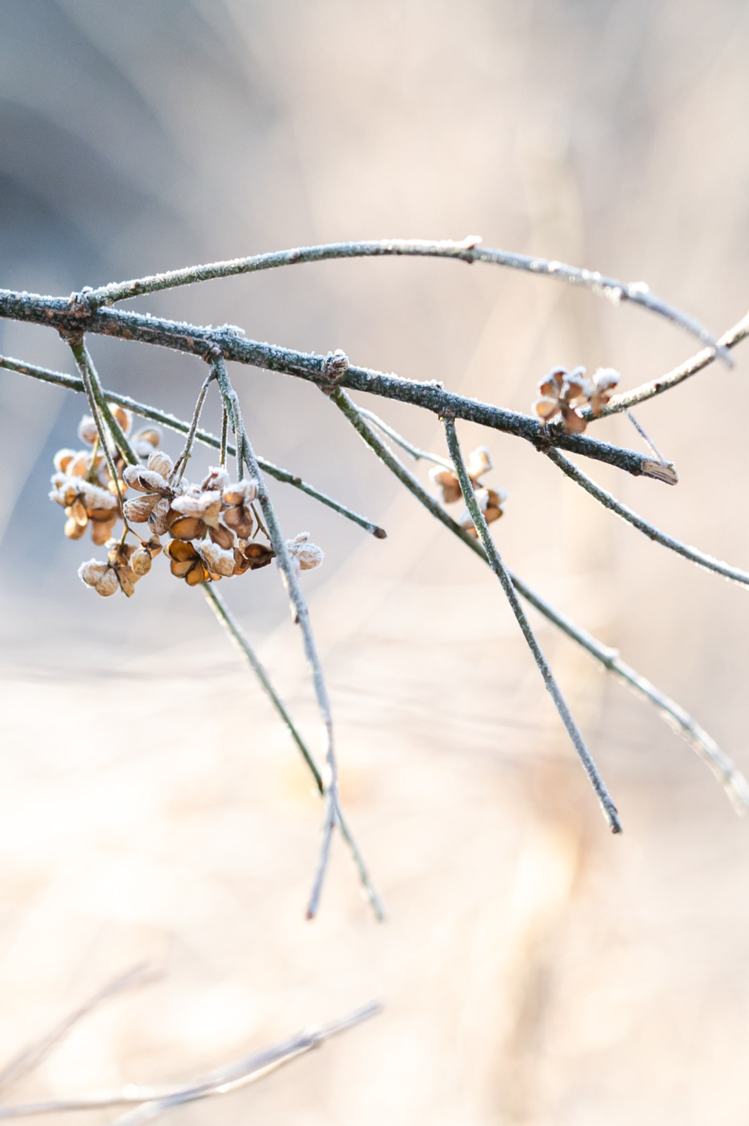 Detail Wildstrauch im Winter