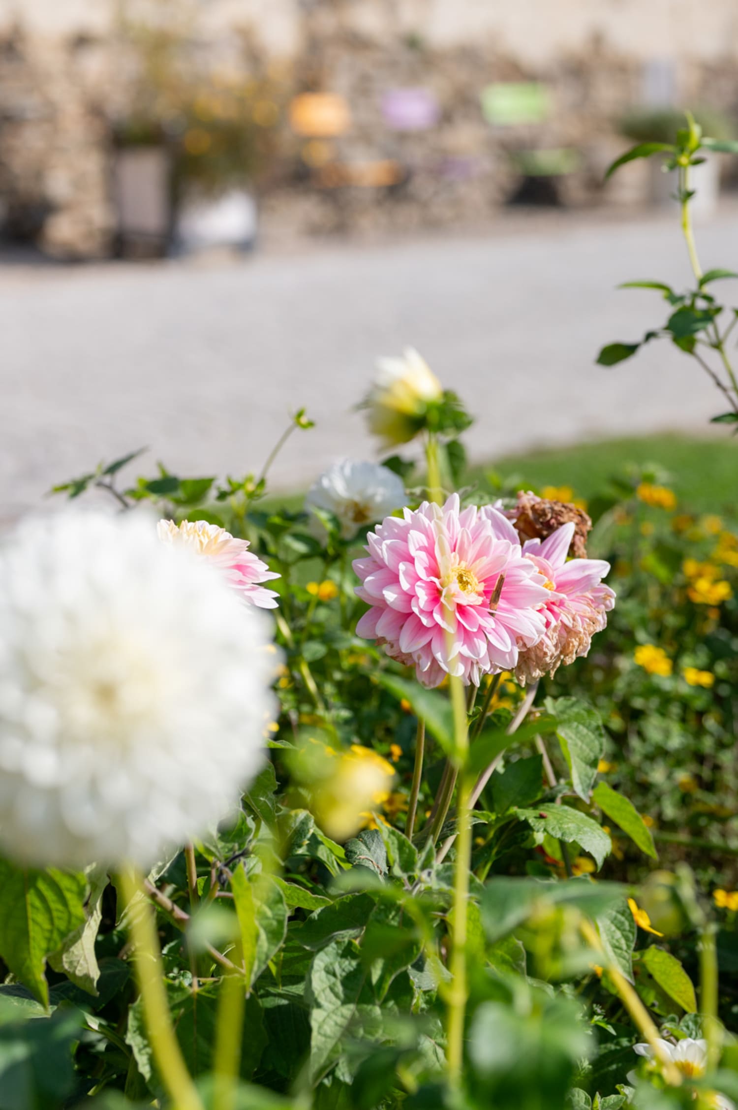 Dahlien im Schlossgarten der Schallaburg