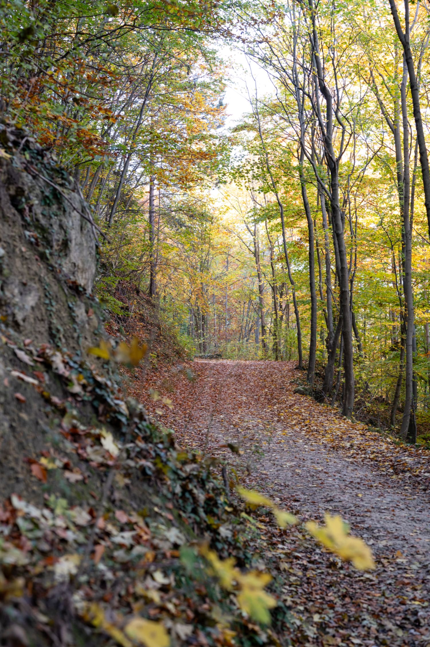 Weg zur Burg Seebenstein