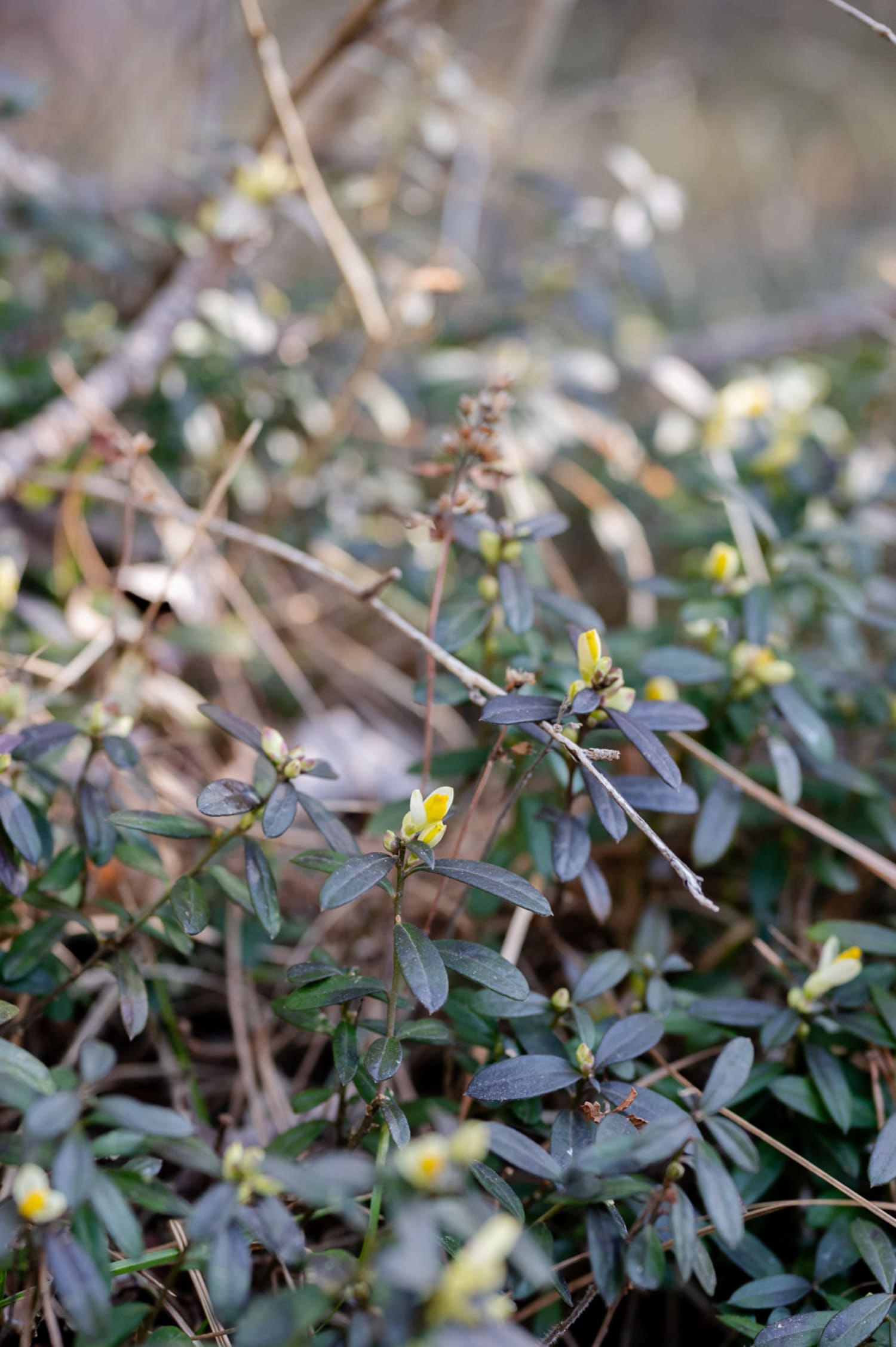 Buchsblättriges Kreuzblümchen bei Ternitz