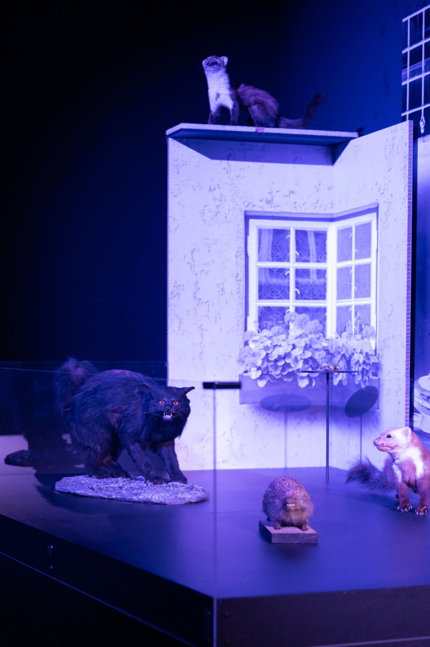 Dunkler Raum - Ausstellung Tiere der Nacht im Haus für Natur, Museum Niederösterreich