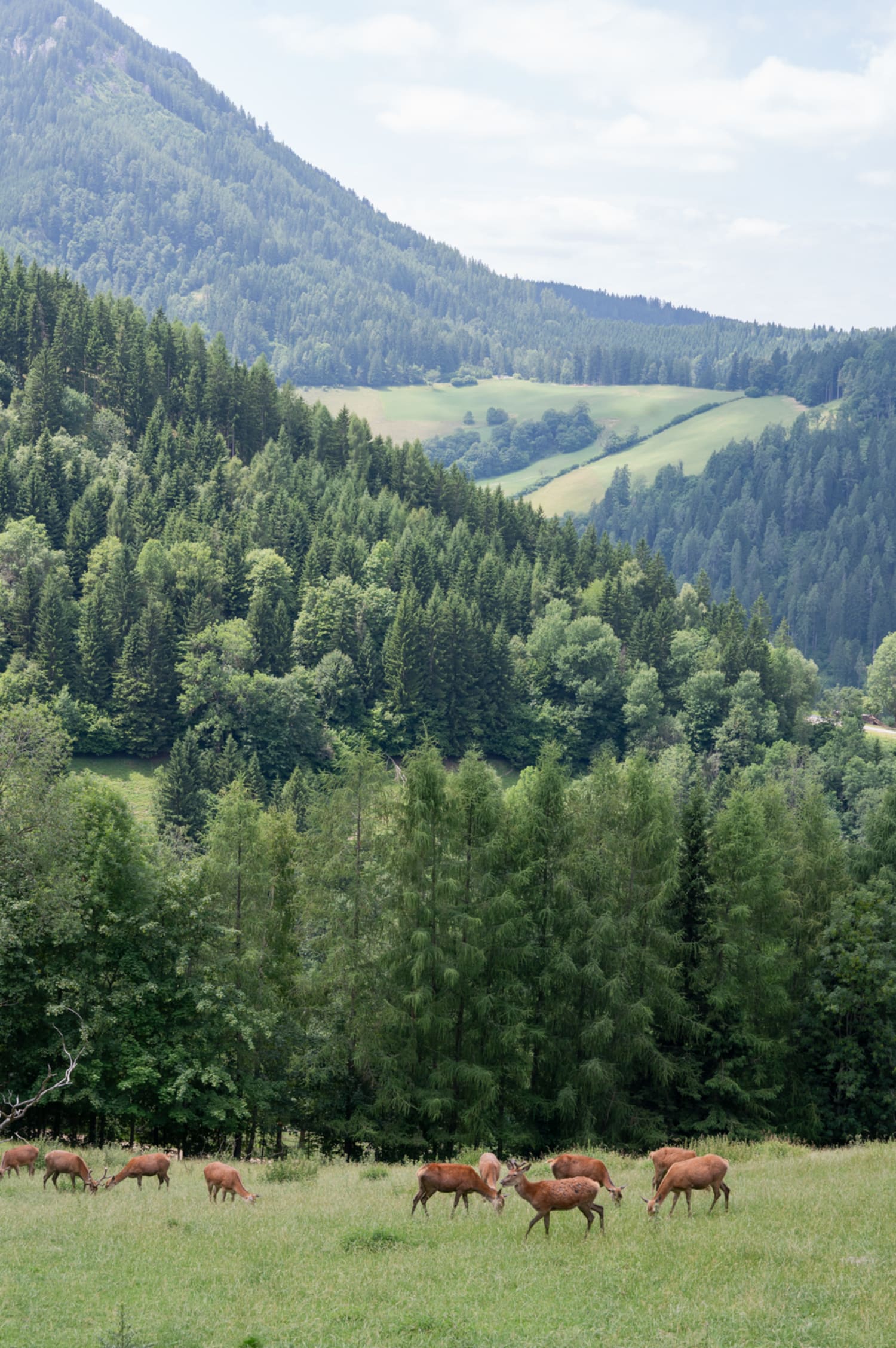 Tiere und Aussicht im Waldpark Hochreiter