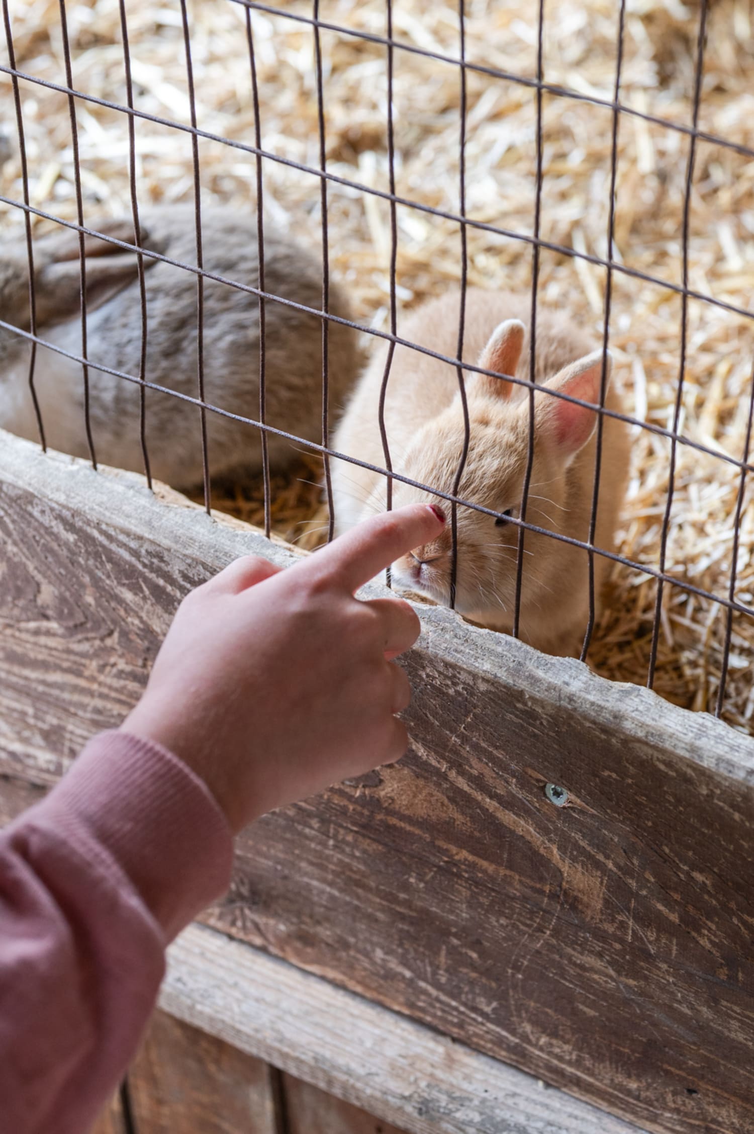 Hasen im Wildpark Hochrieß