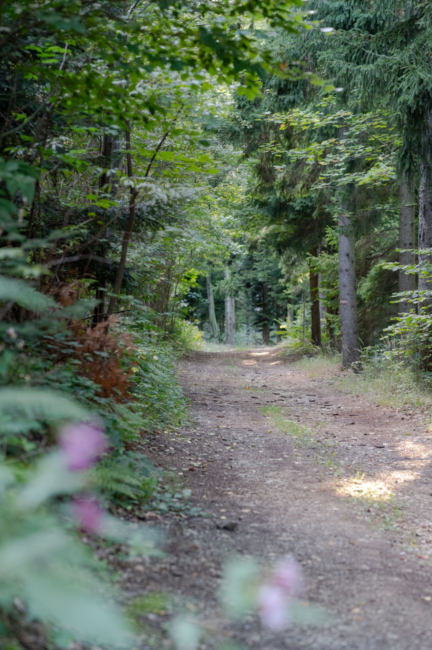 Waldstück in Gschaidt