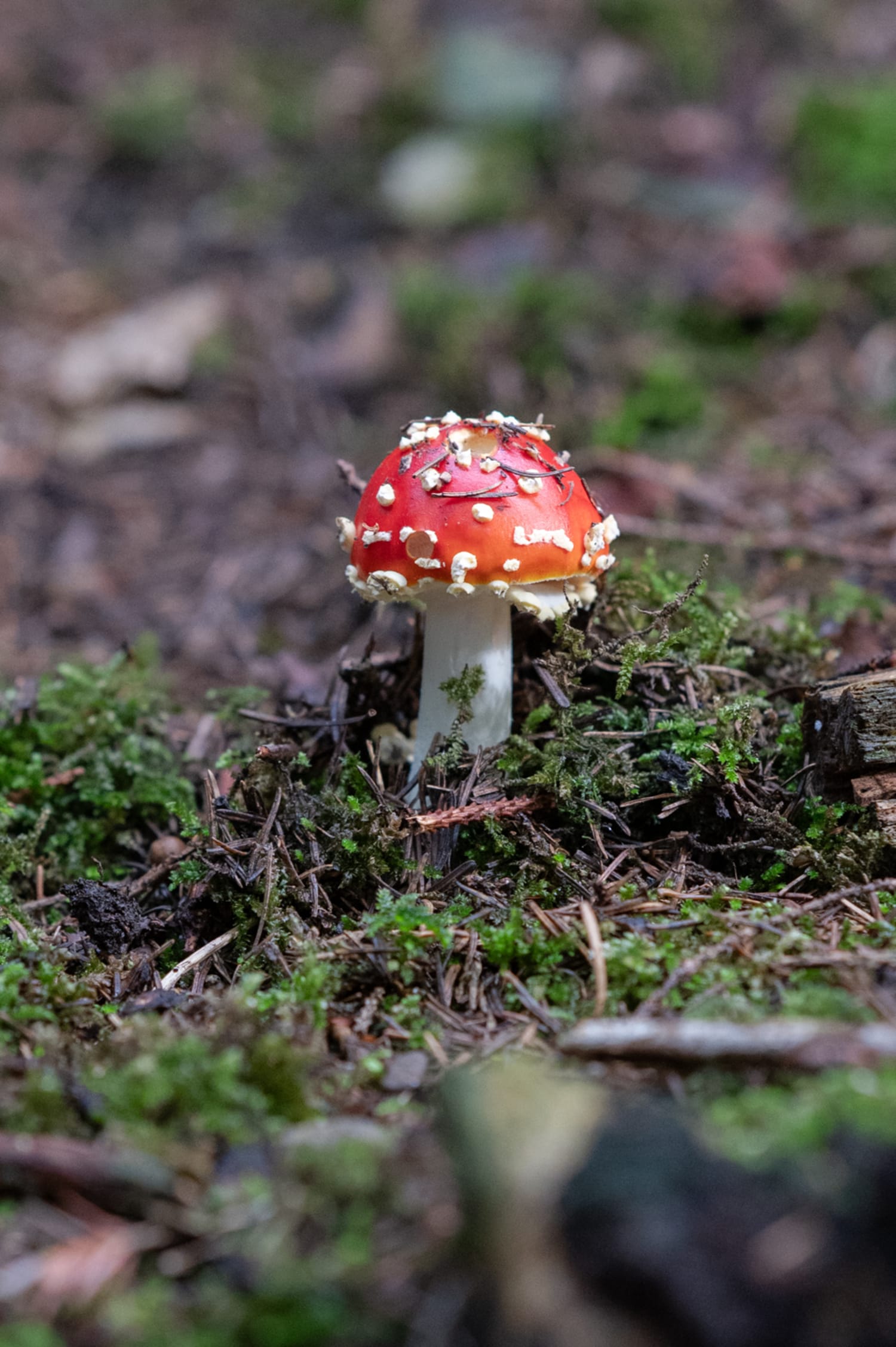 Fliegenpilz in Gschaidt
