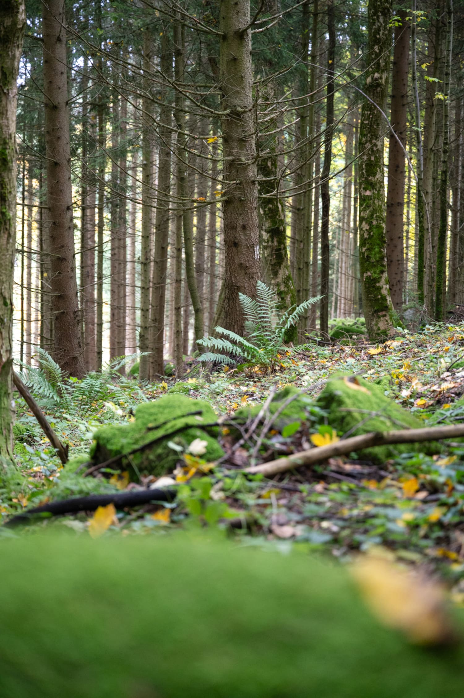 Wald am Nebelstein, Waldviertel, Moorbad Harbach