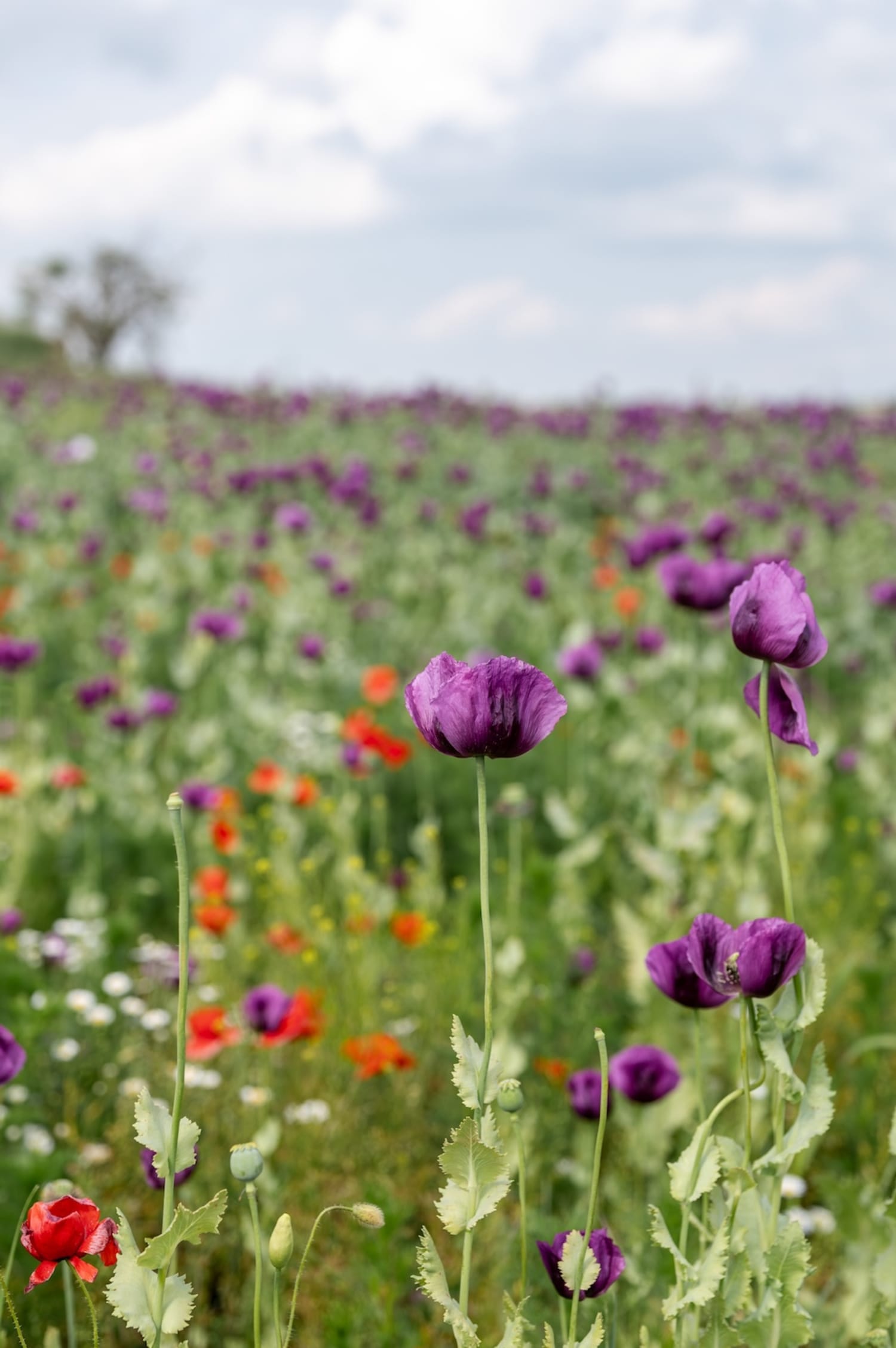 blühendes Mohnfeld im Burgenland