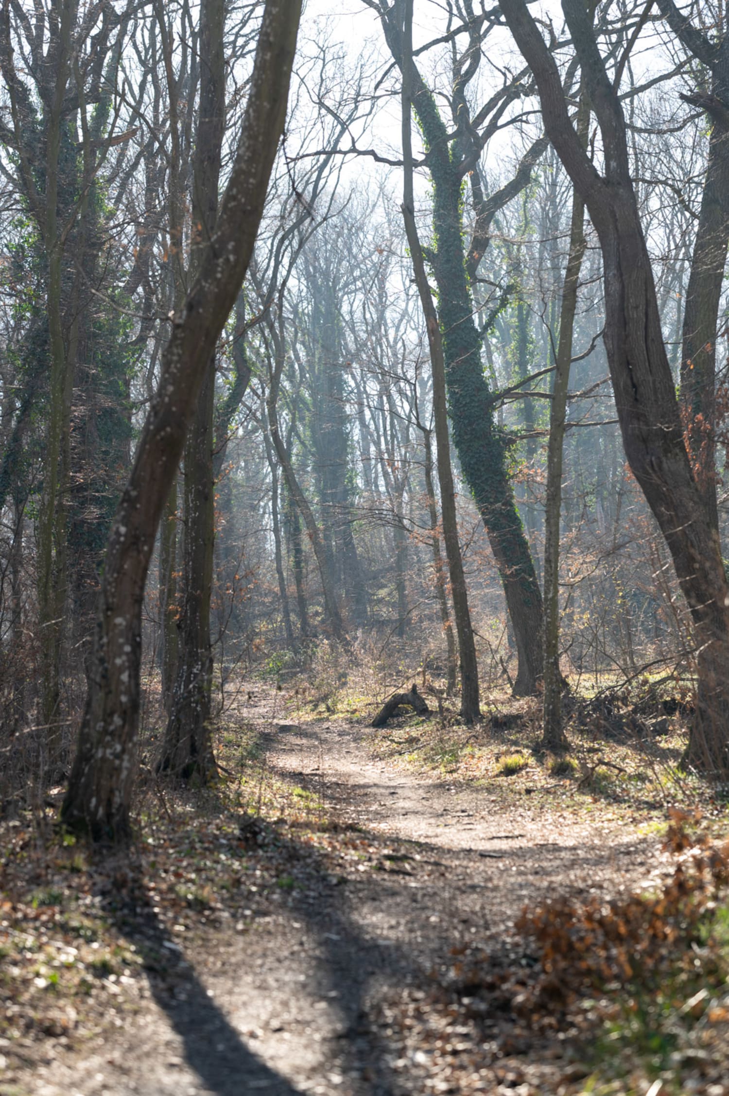 Waldweg im Naturpark die Wüste in Mannersdorf, Weg zur Ruine Scharfeneck