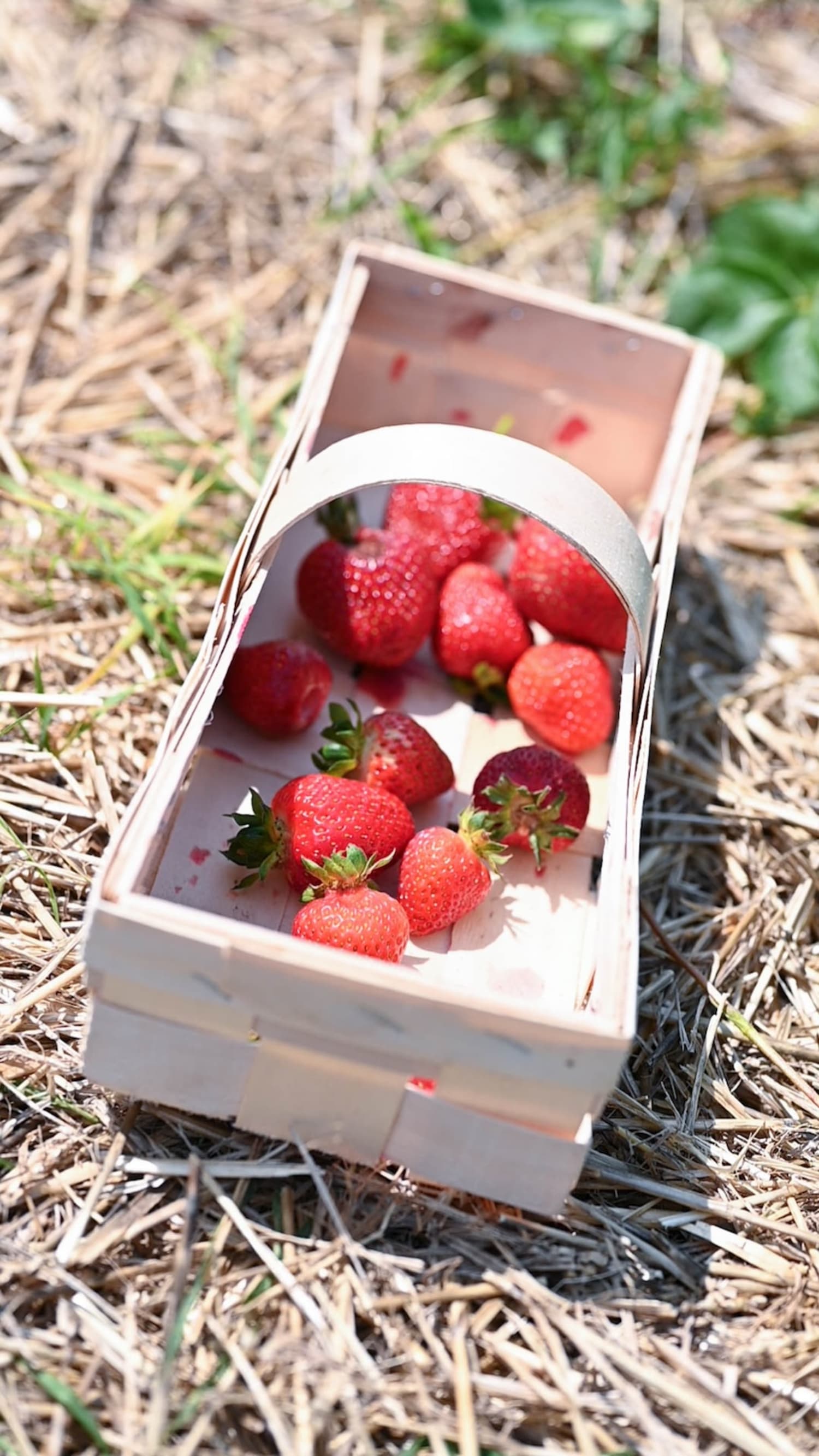 Korb mit Steinfelder Erdbeeren direkt am Feld