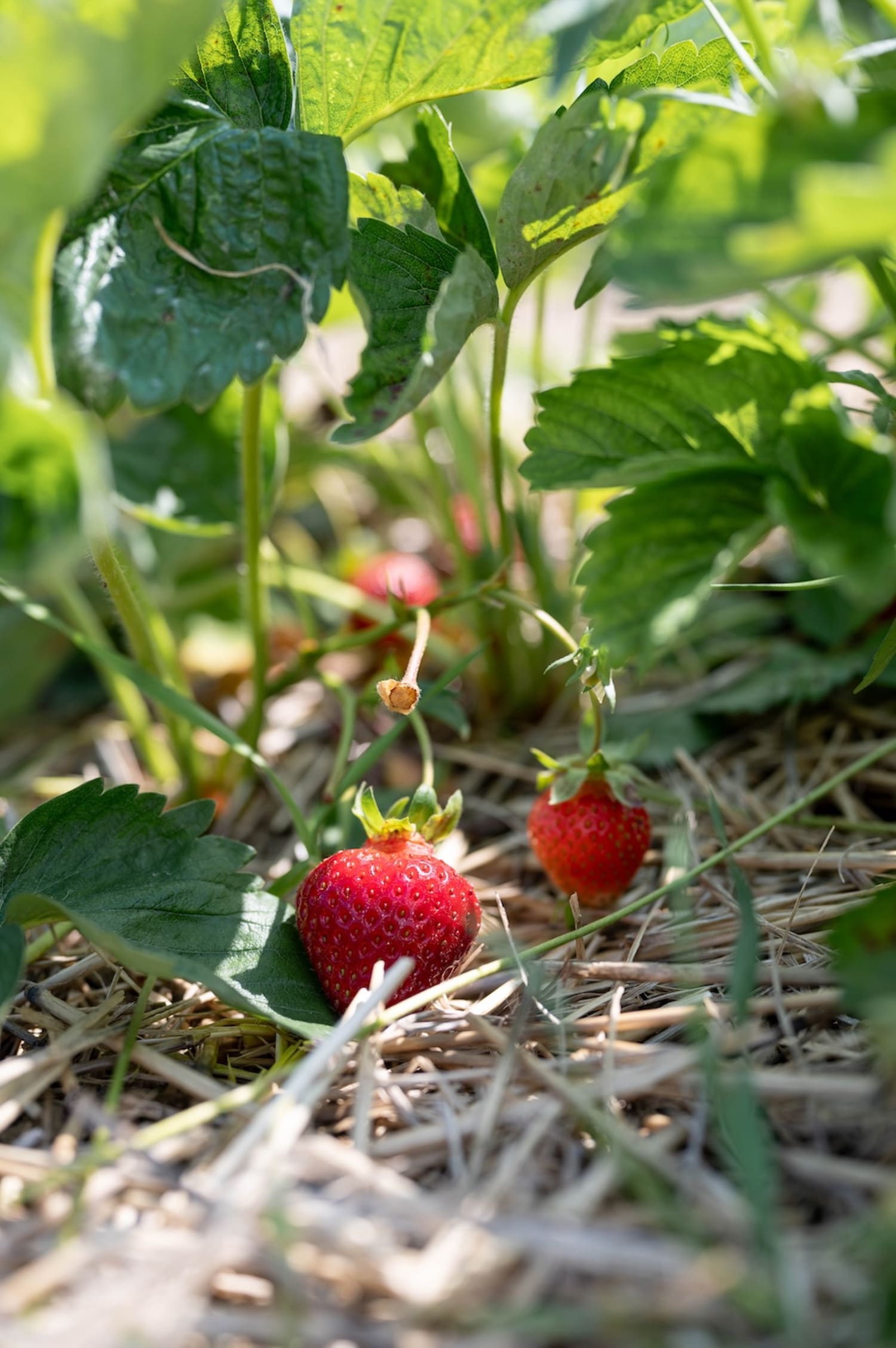 Erdbeeren am Steinfeld, Früchte am Erdbeerfeld