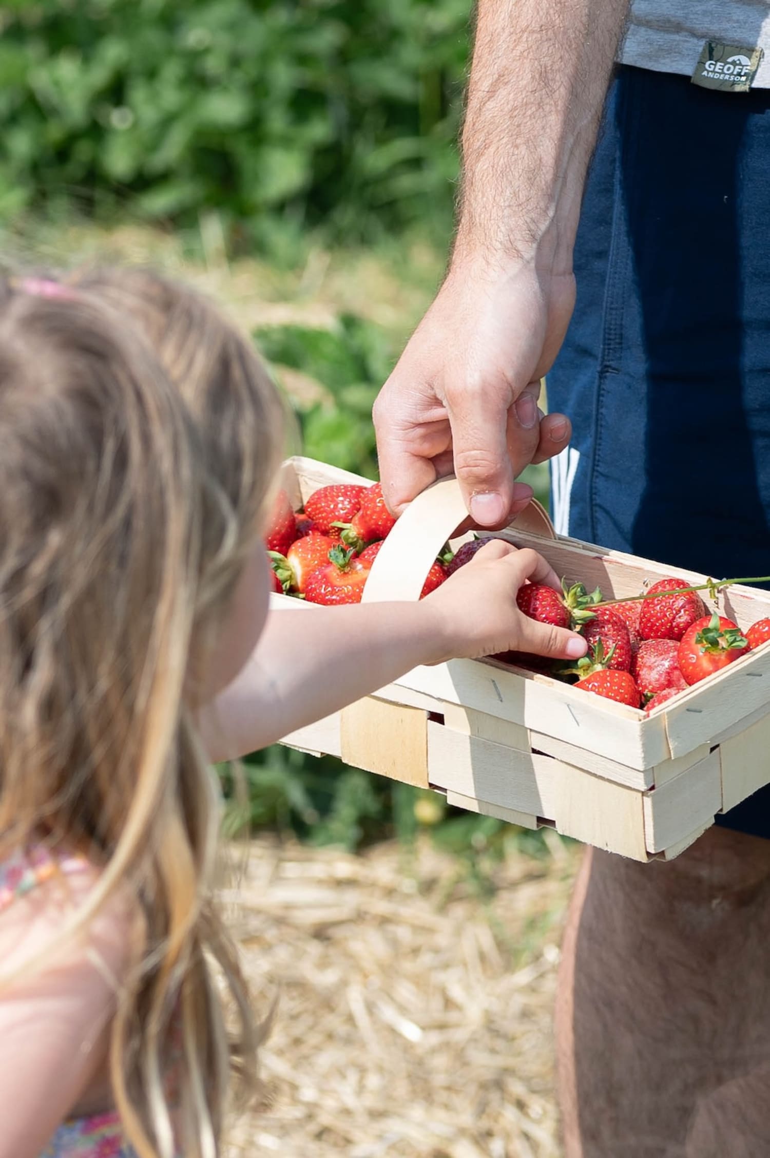 Kind nimmt sich eine Erdbeere, Steinfelder Erdbeeren
