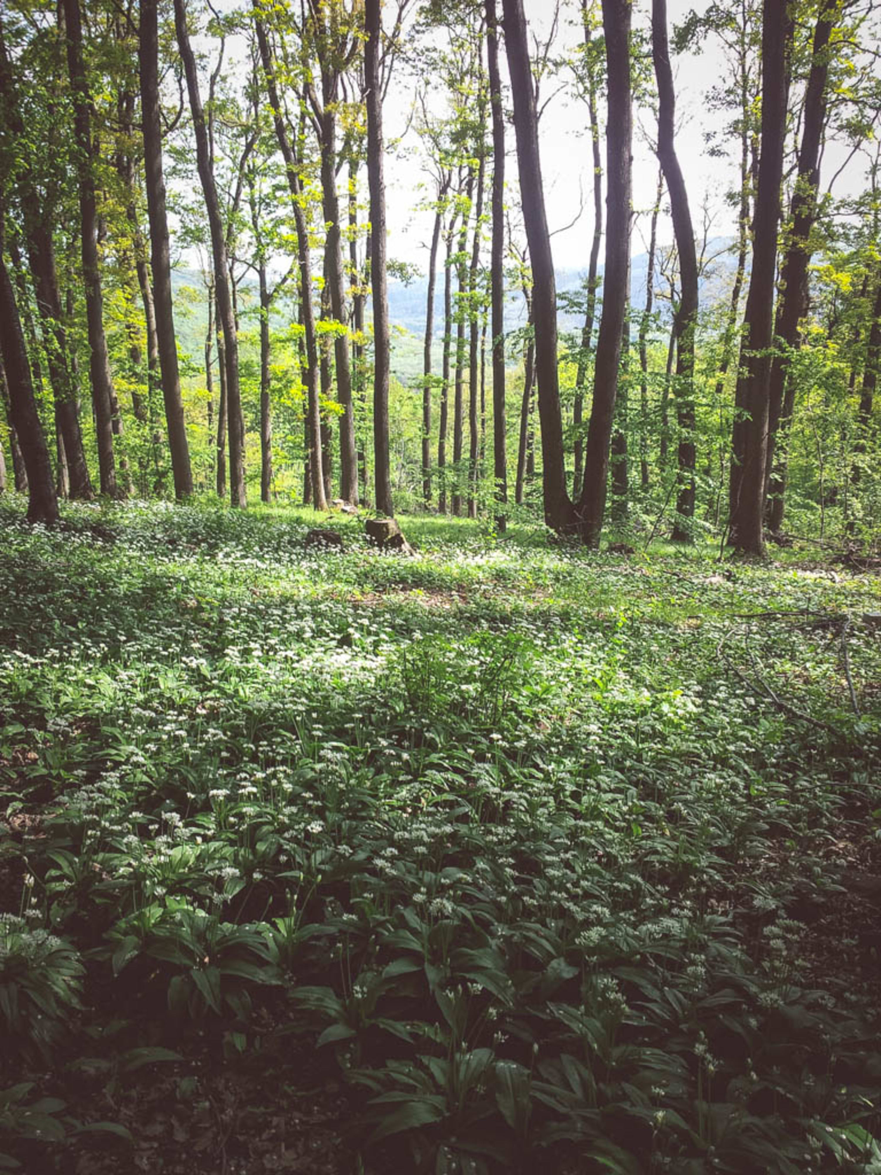 Im Frühjahr verwandelt sich der Boden des Wienerwalds in ein Blütenmeer! Bärlauch soweit das Auge reicht gibt es dann am Stadtwanderweg 3!