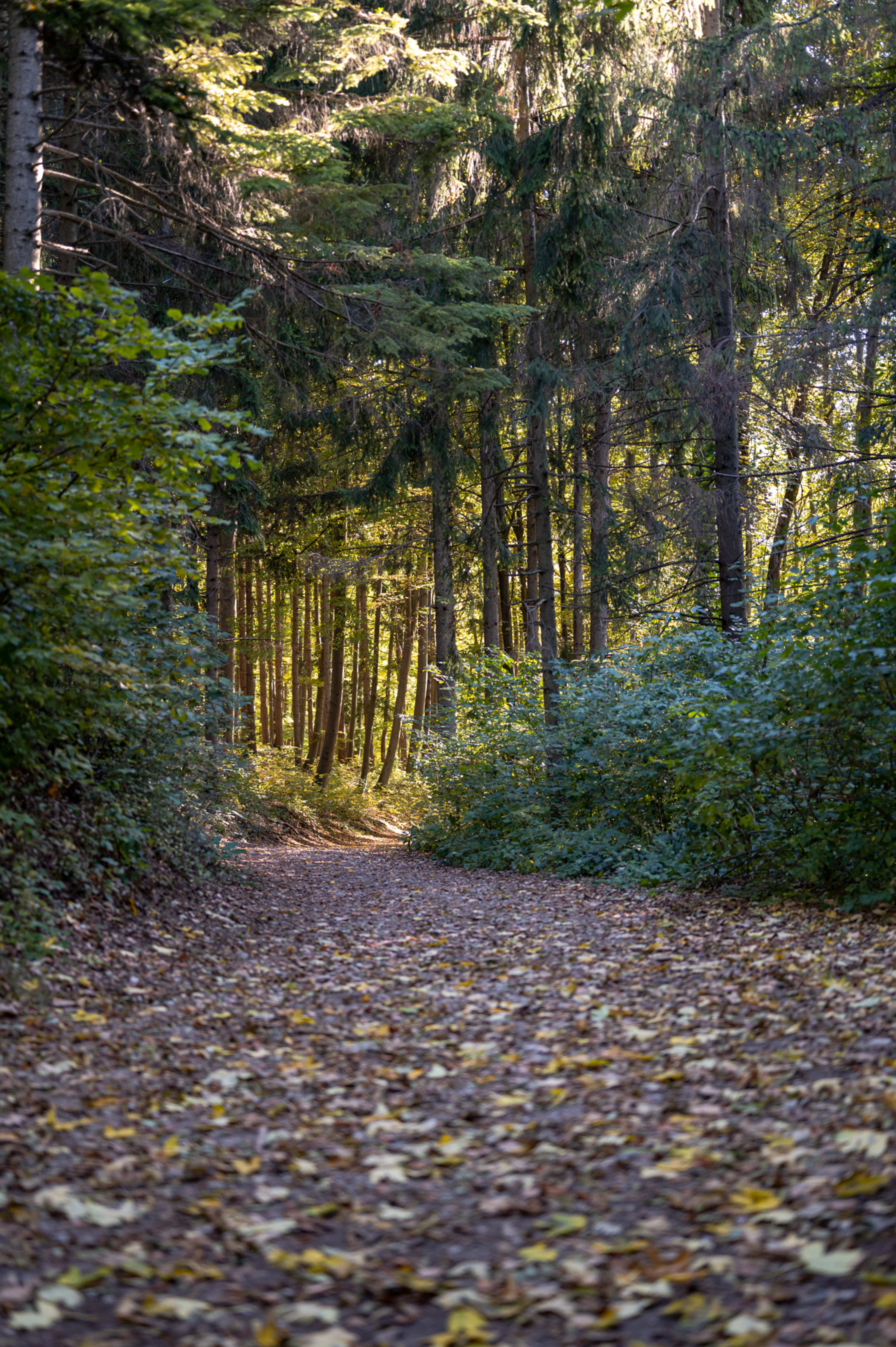 Waldweg Wald bei Seebenstein im Herbst