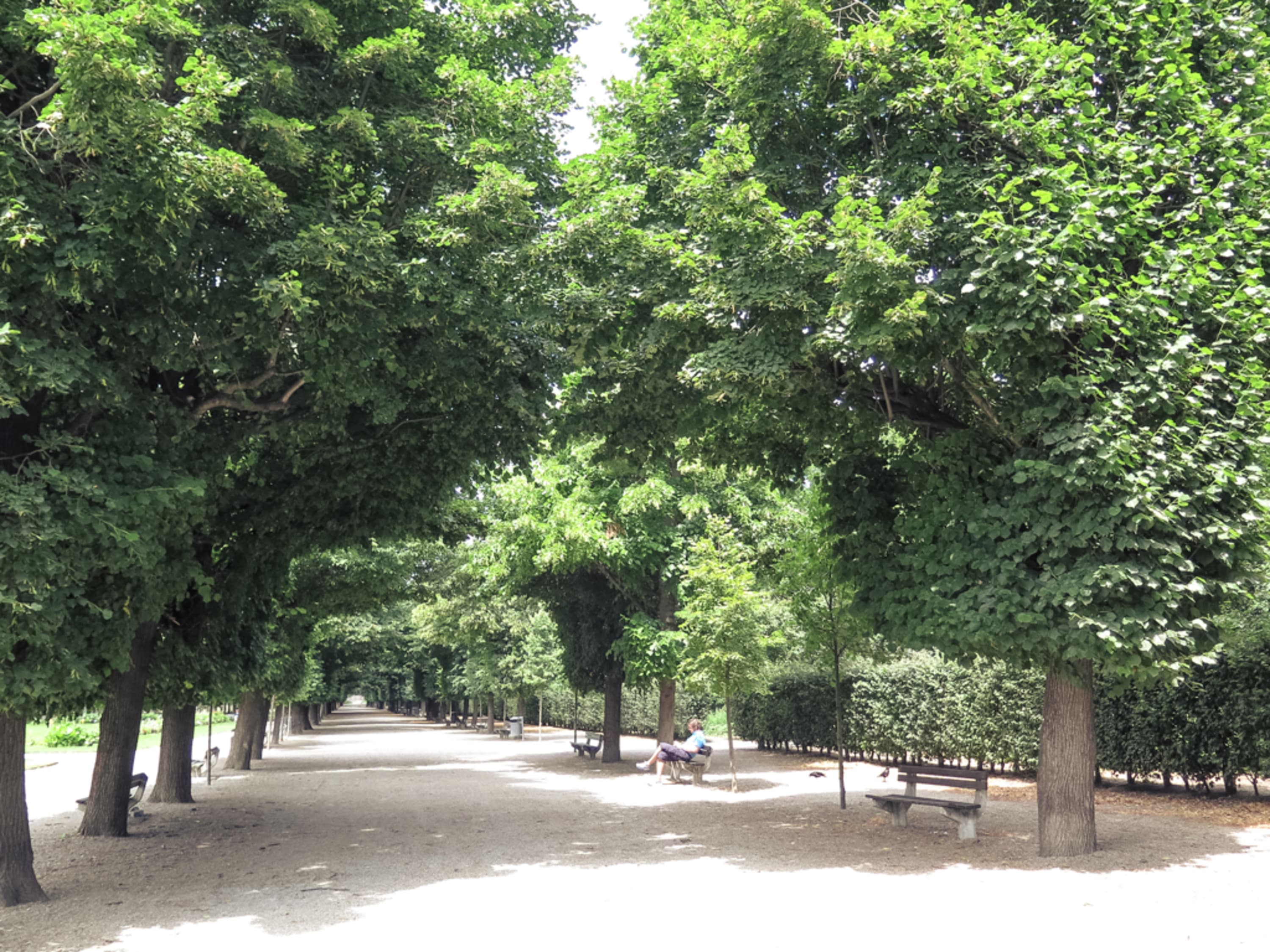 Allee im Augarten