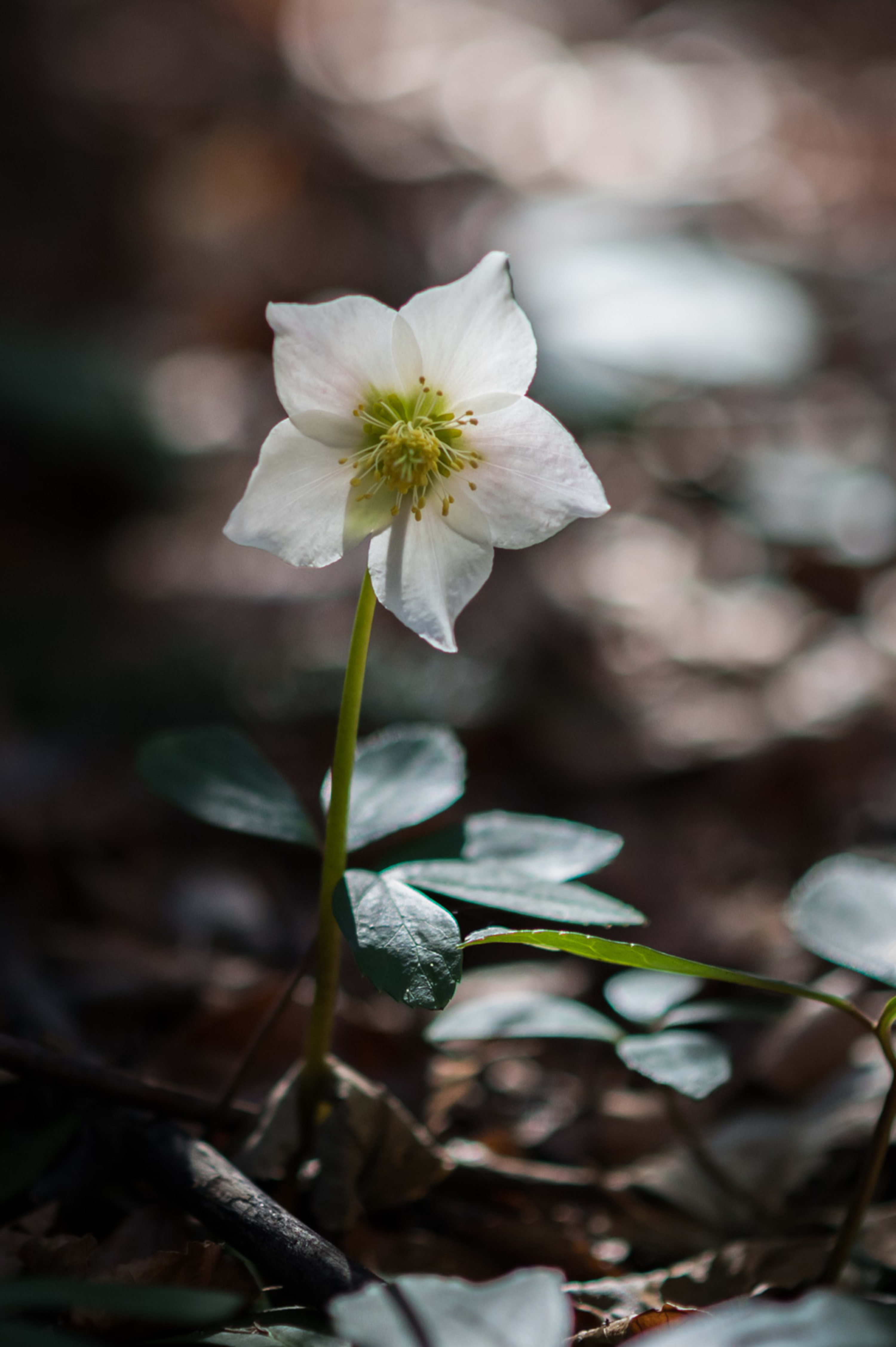 Schneerose am Bahnwanderweg Semmering beim 20 Schilling Blick