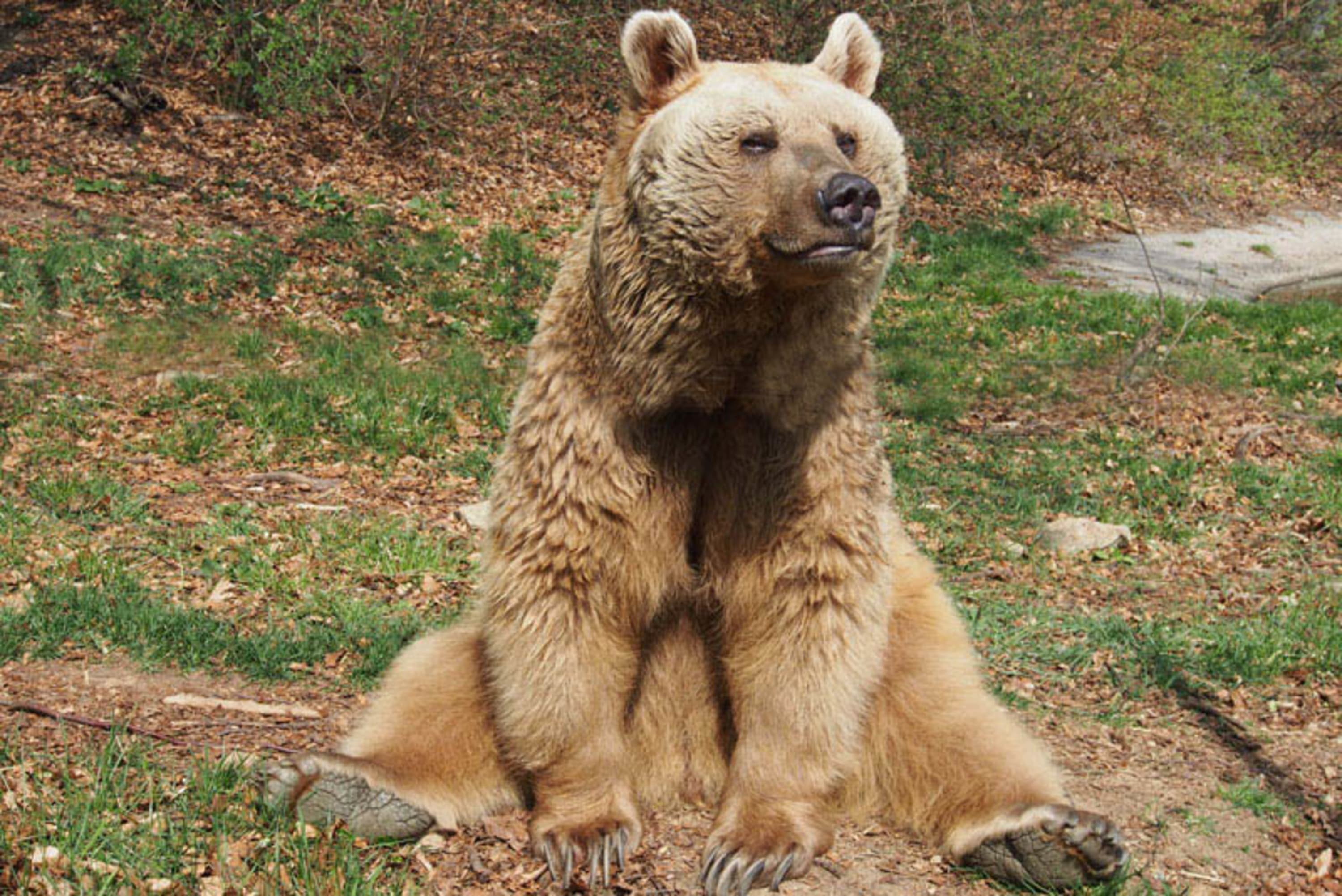 Bär im Bärenwald Arbesbach sitzend