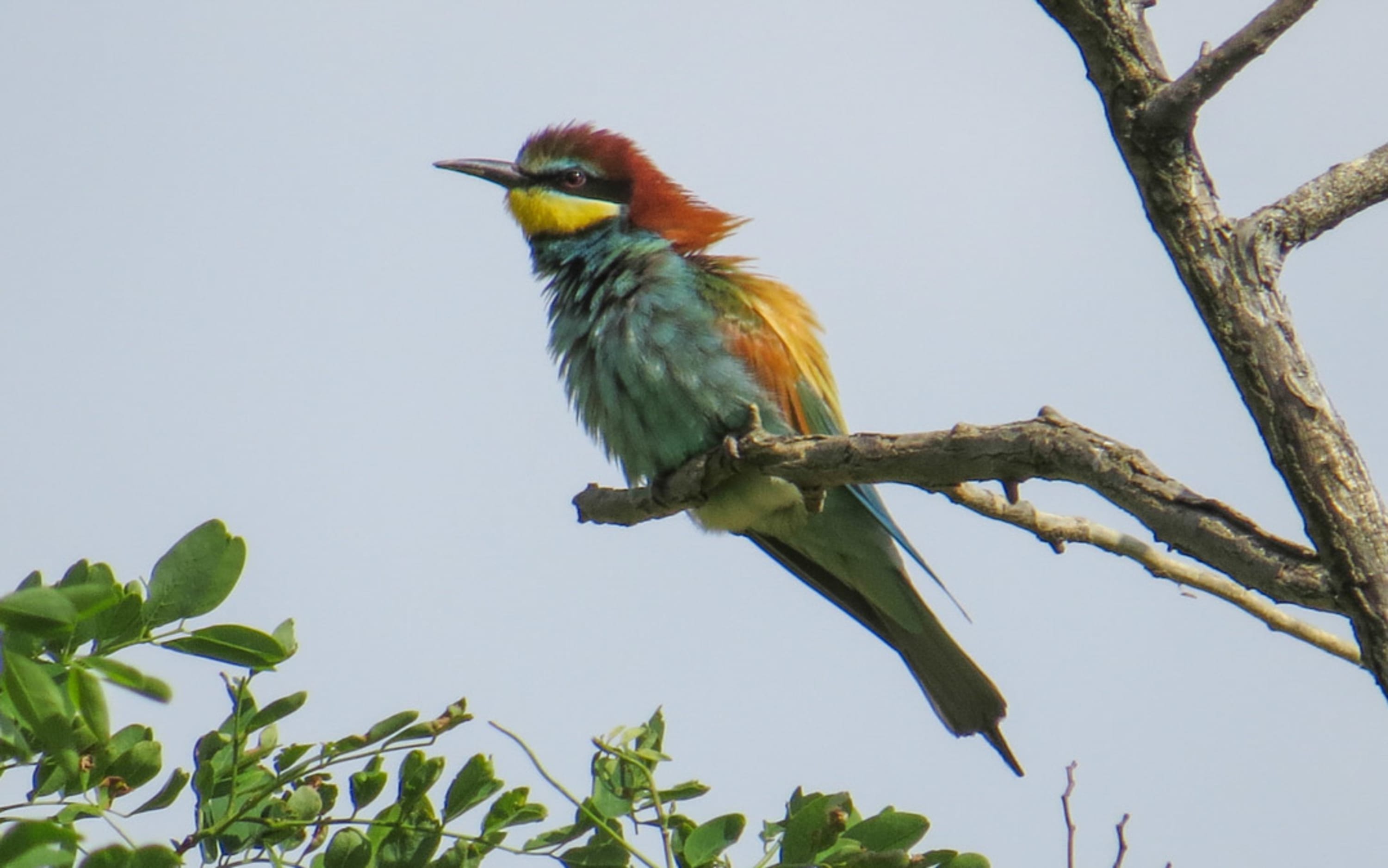 Bienenfresser bei Weiden am See