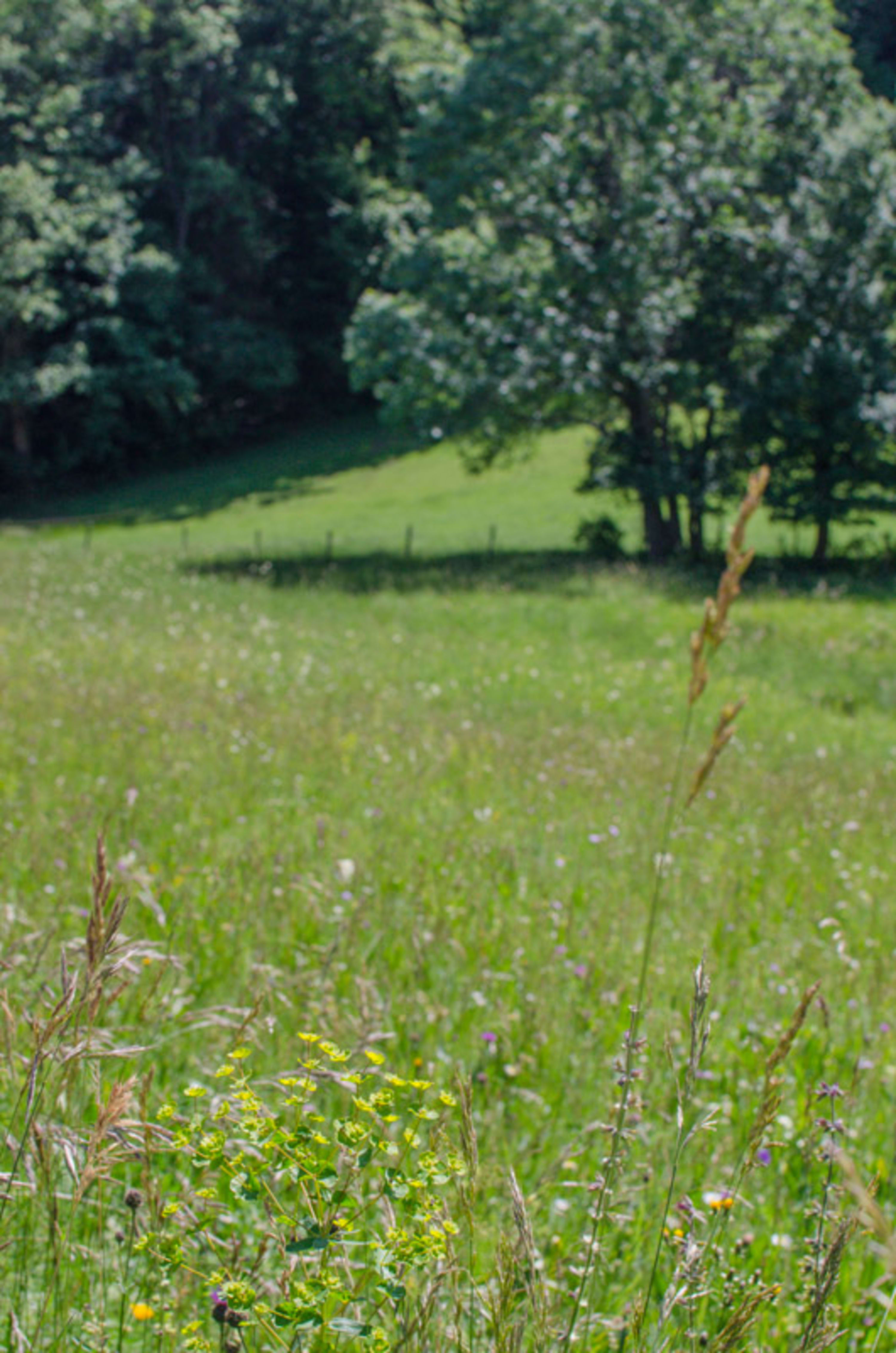 Wiese am Gutenmann