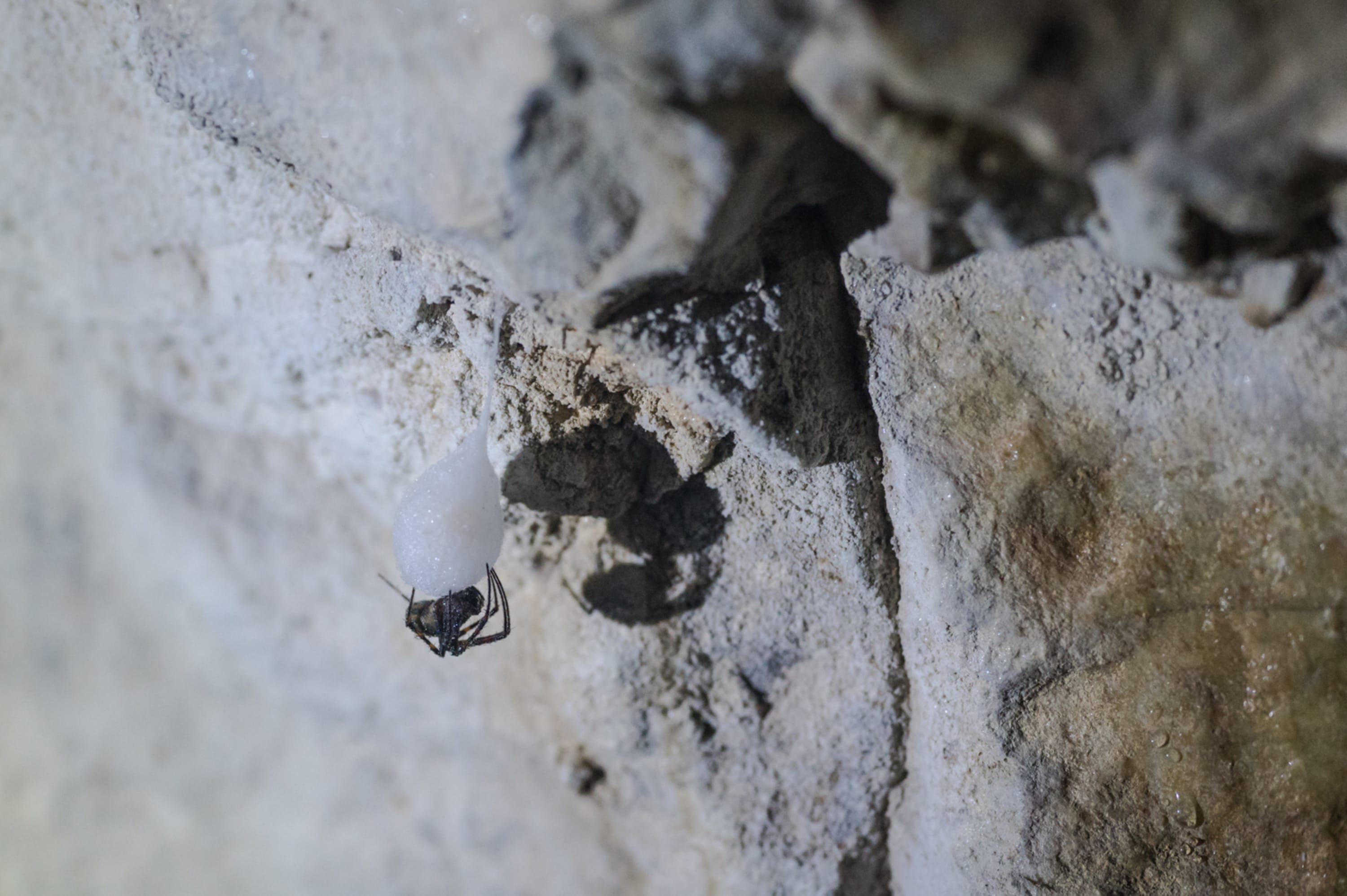 Spinne in der Hermannshöhle bei Kirchberg am Wechsel