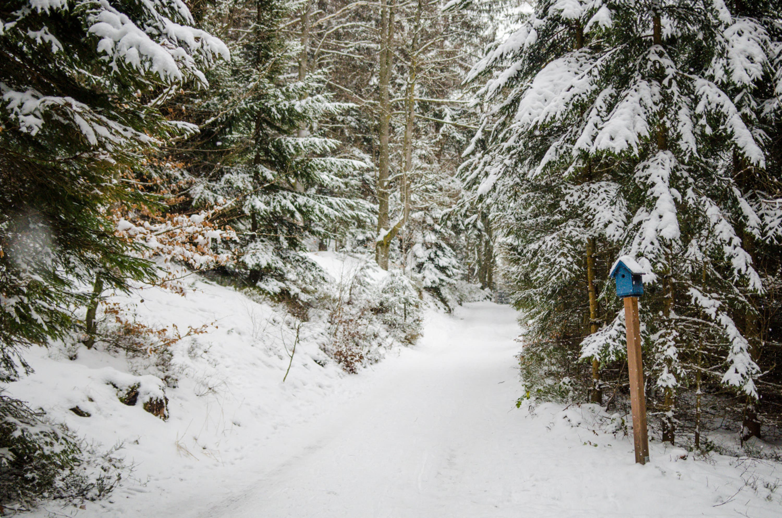 Winterwanderweg am Hutwisch