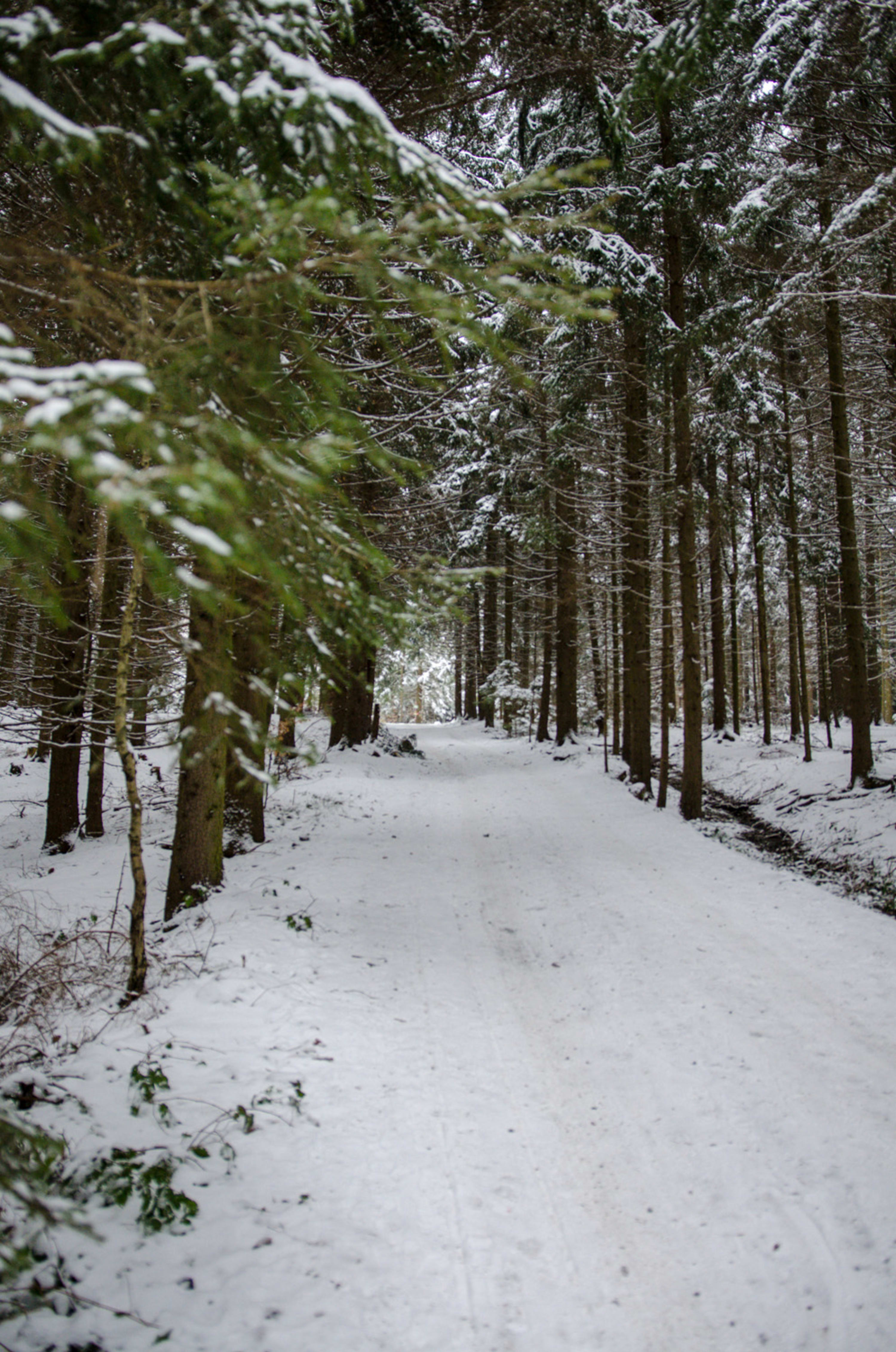 Weg durch den Wald im Winter am Hutwisch in der Buckligen Welt