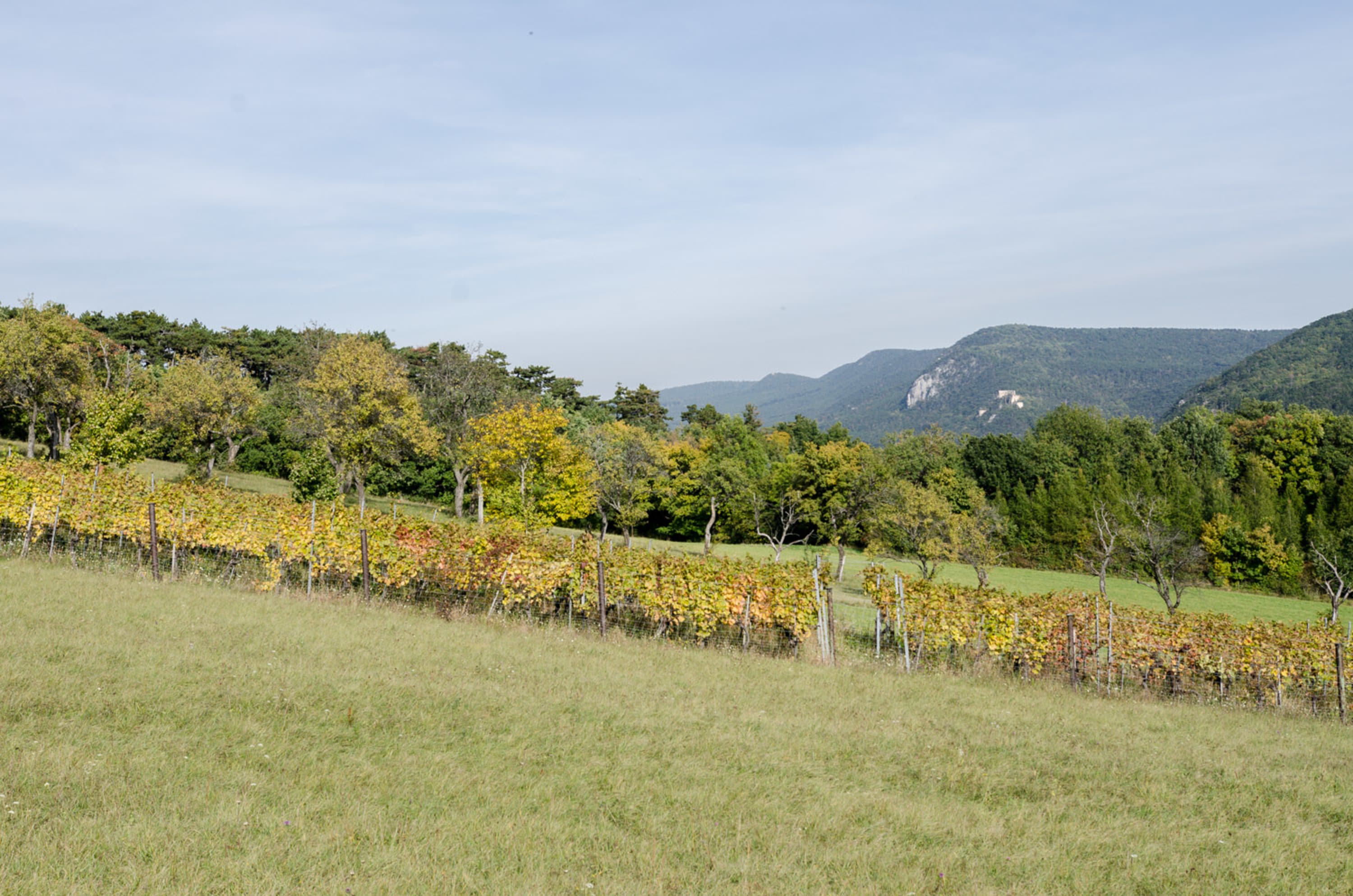 Herbststimmung bei Netting am Rundwanderweg am Kienberg mit Blick auf die Ruine Emmerberg